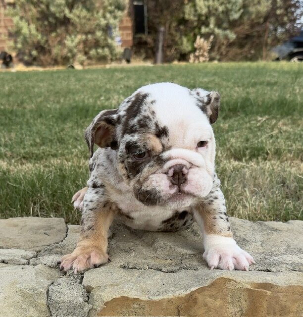 AKC ENGLISH BULLDOG PUPPIES image 3