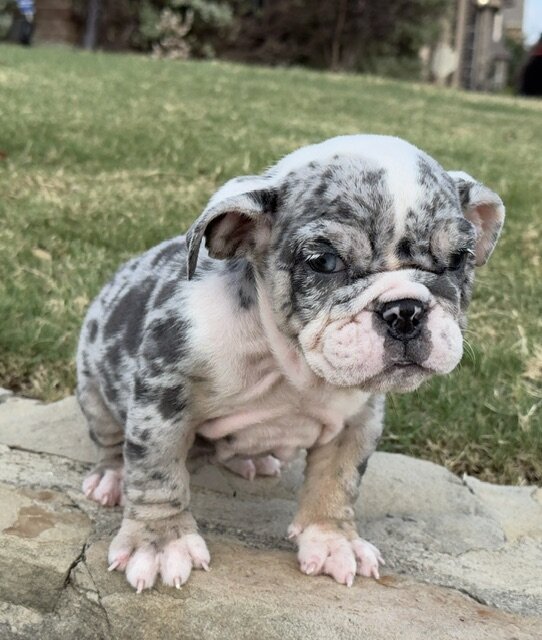 AKC ENGLISH BULLDOG PUPPIES image 4