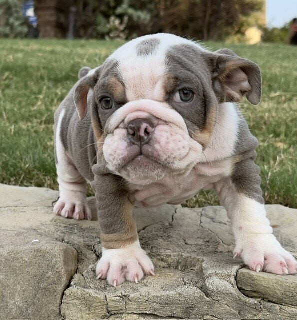 AKC ENGLISH BULLDOG PUPPIES image 5