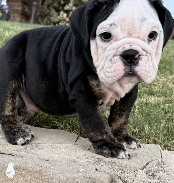 AKC ENGLISH BULLDOG PUPPIES image 6