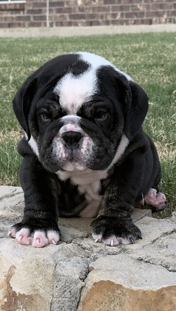 AKC ENGLISH BULLDOG PUPPIES image 1