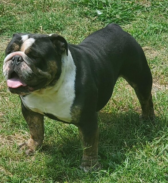 AKC ENGLISH BULLDOG PUPPIES image 7