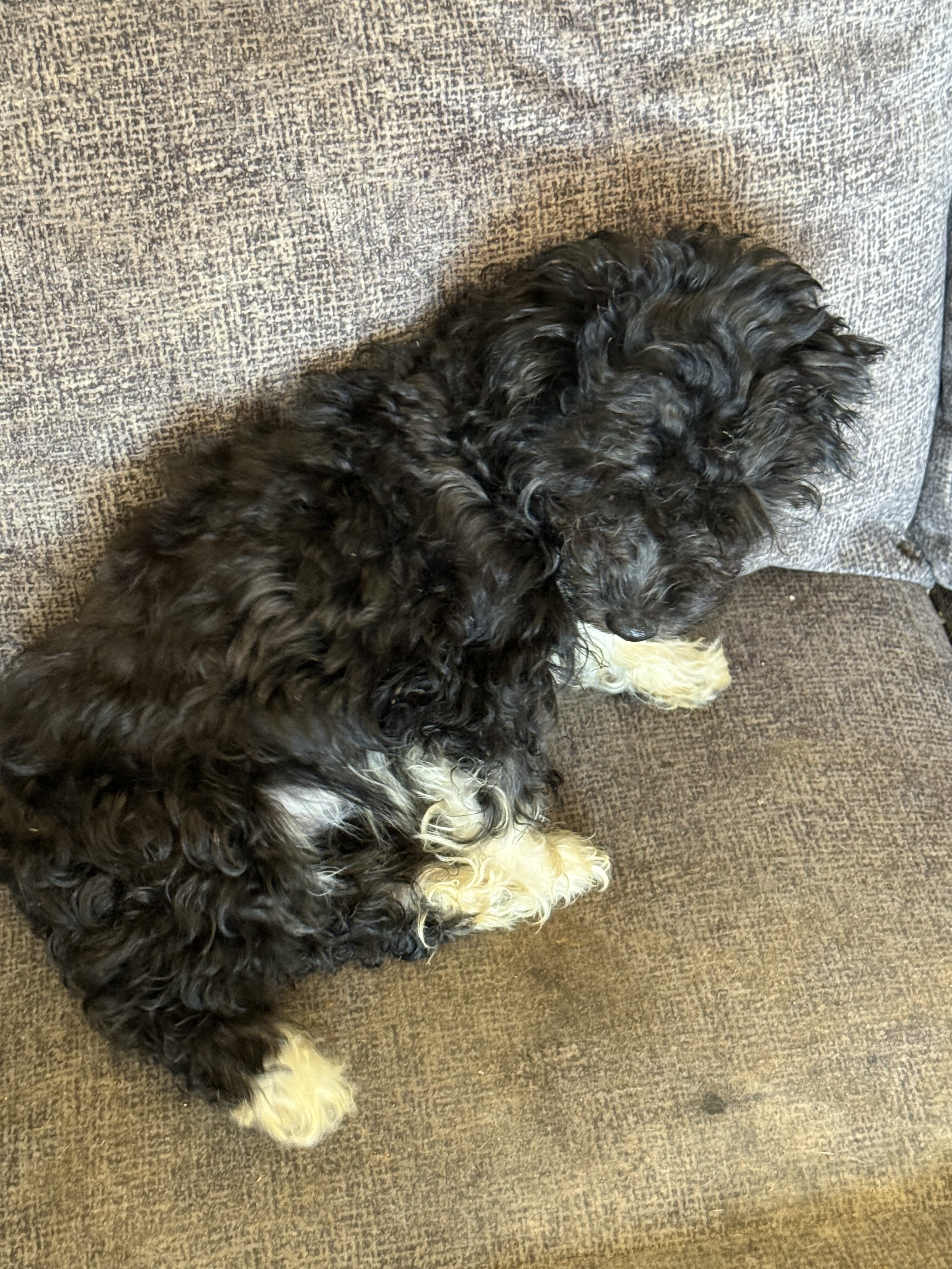 Adorable Maltipoo puppy image 2