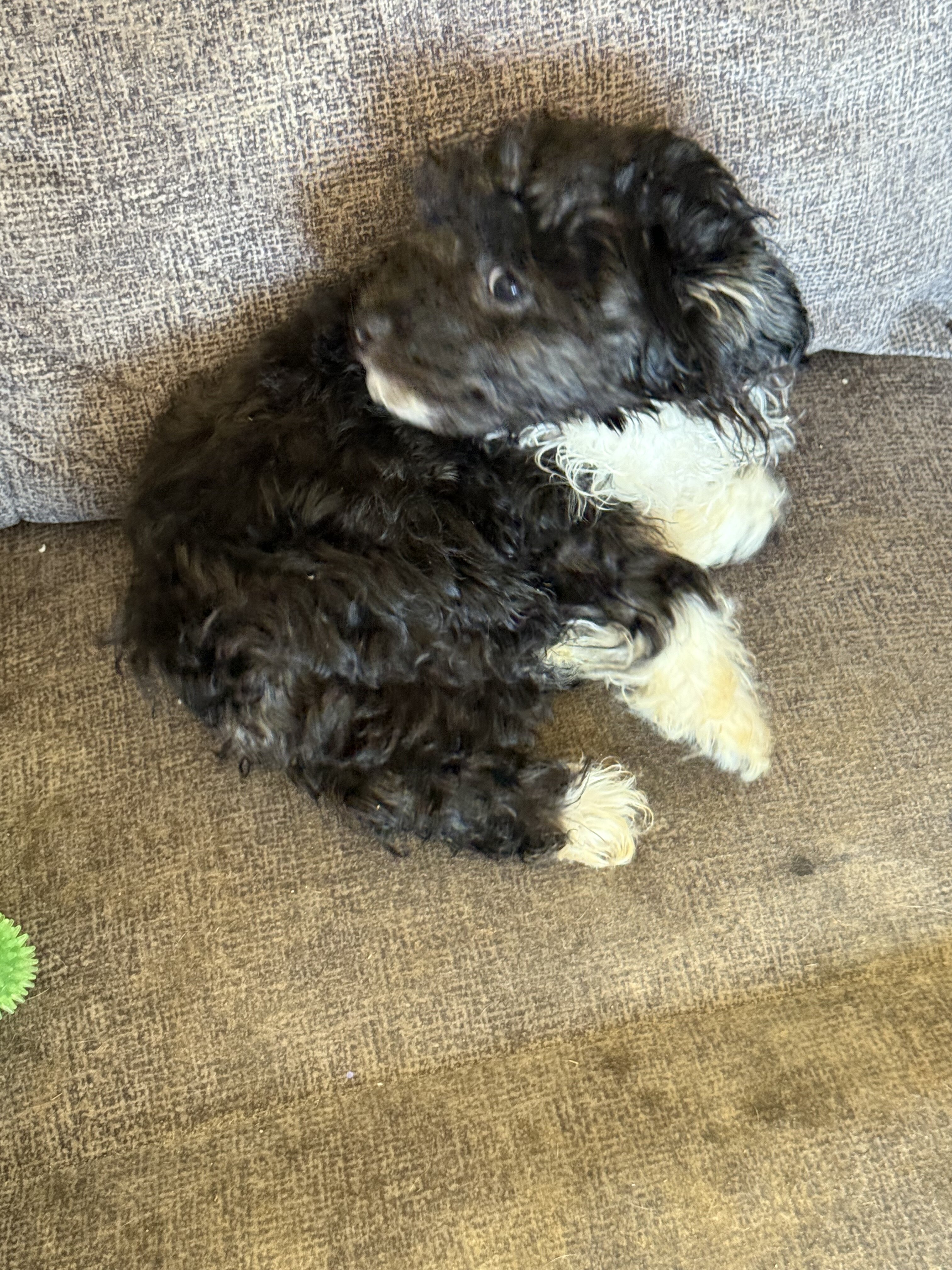 Adorable Maltipoo puppy image 1