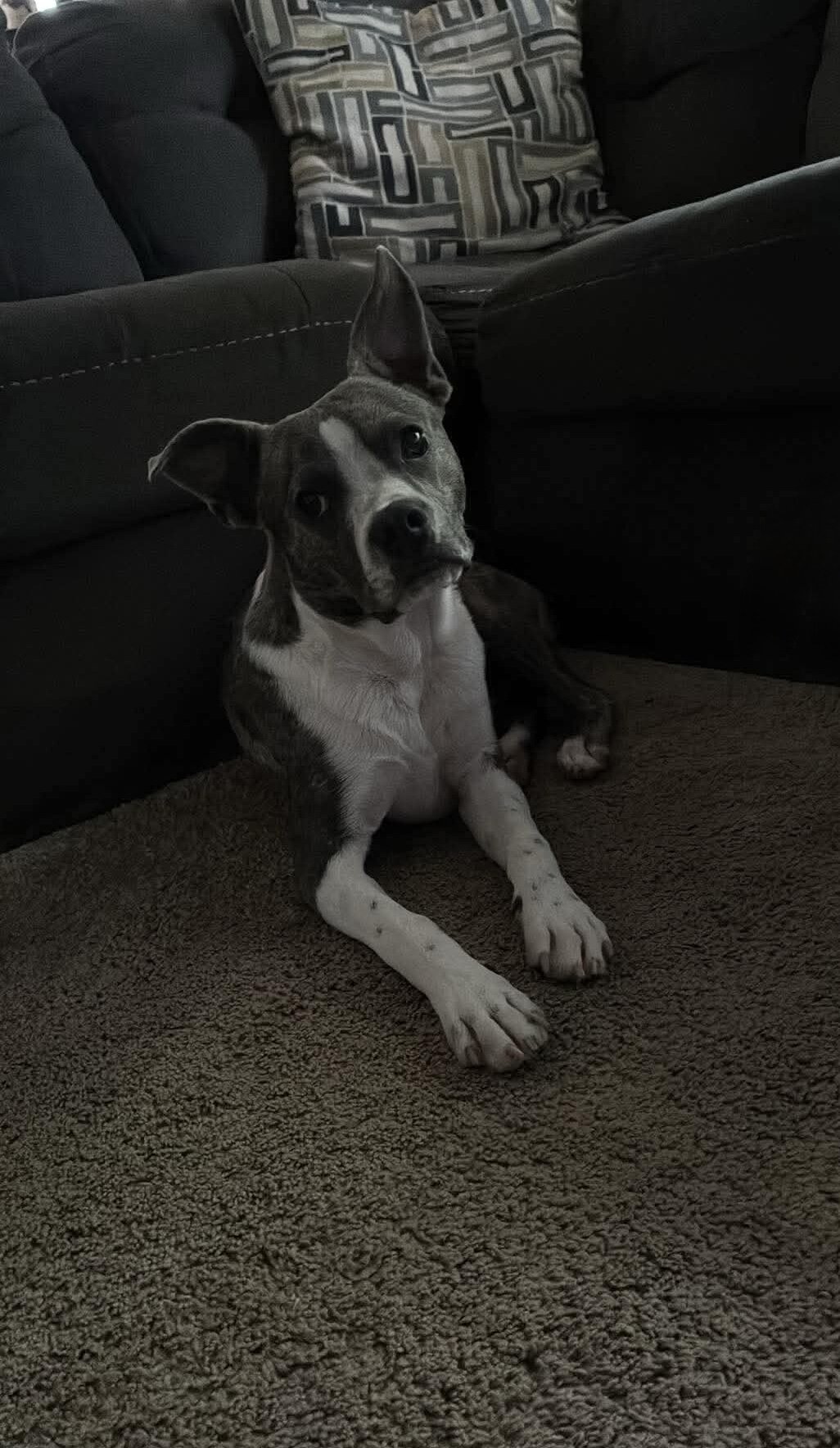 Boston Terrier mix image 2