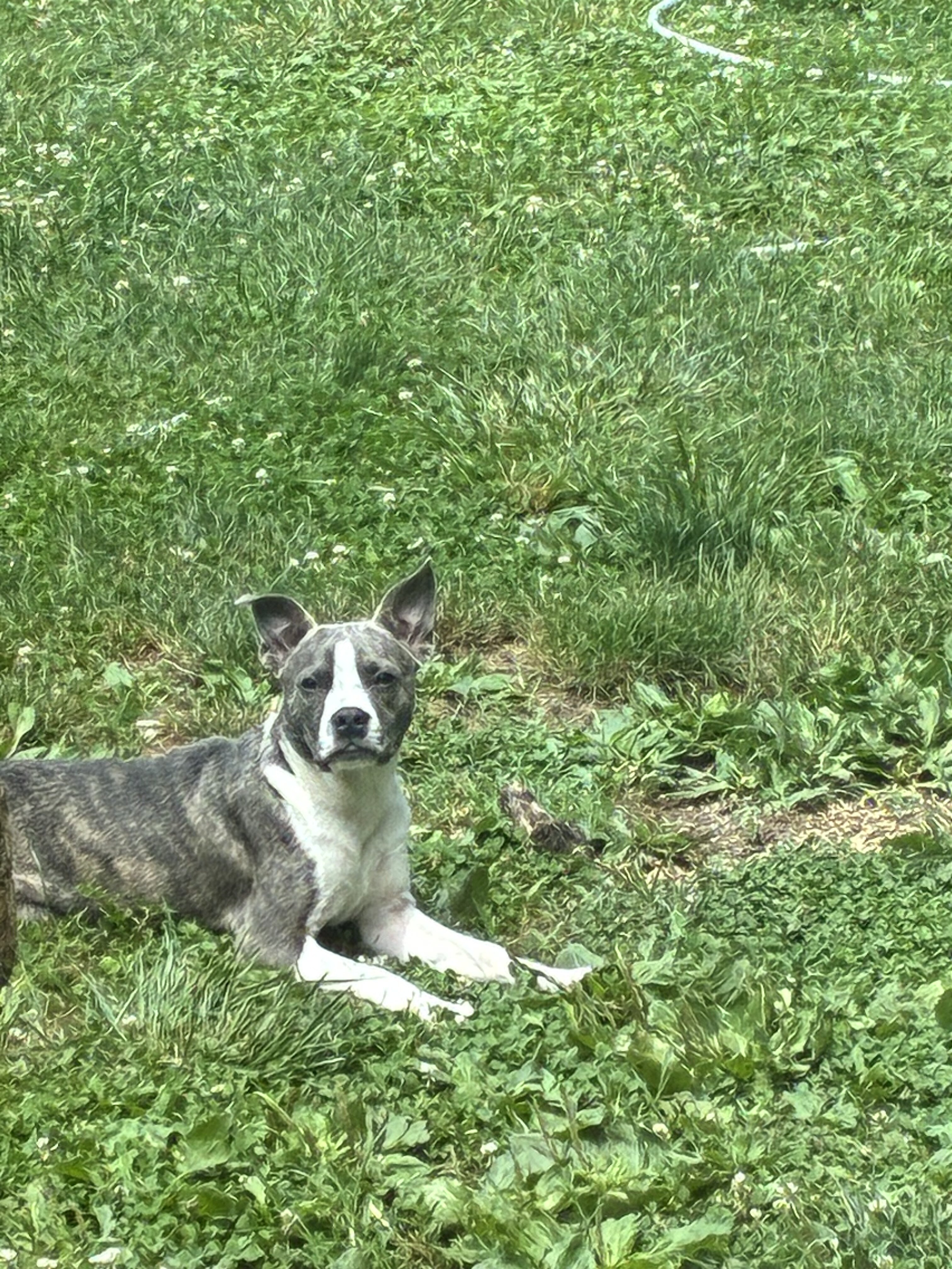 Boston Terrier mix image 1