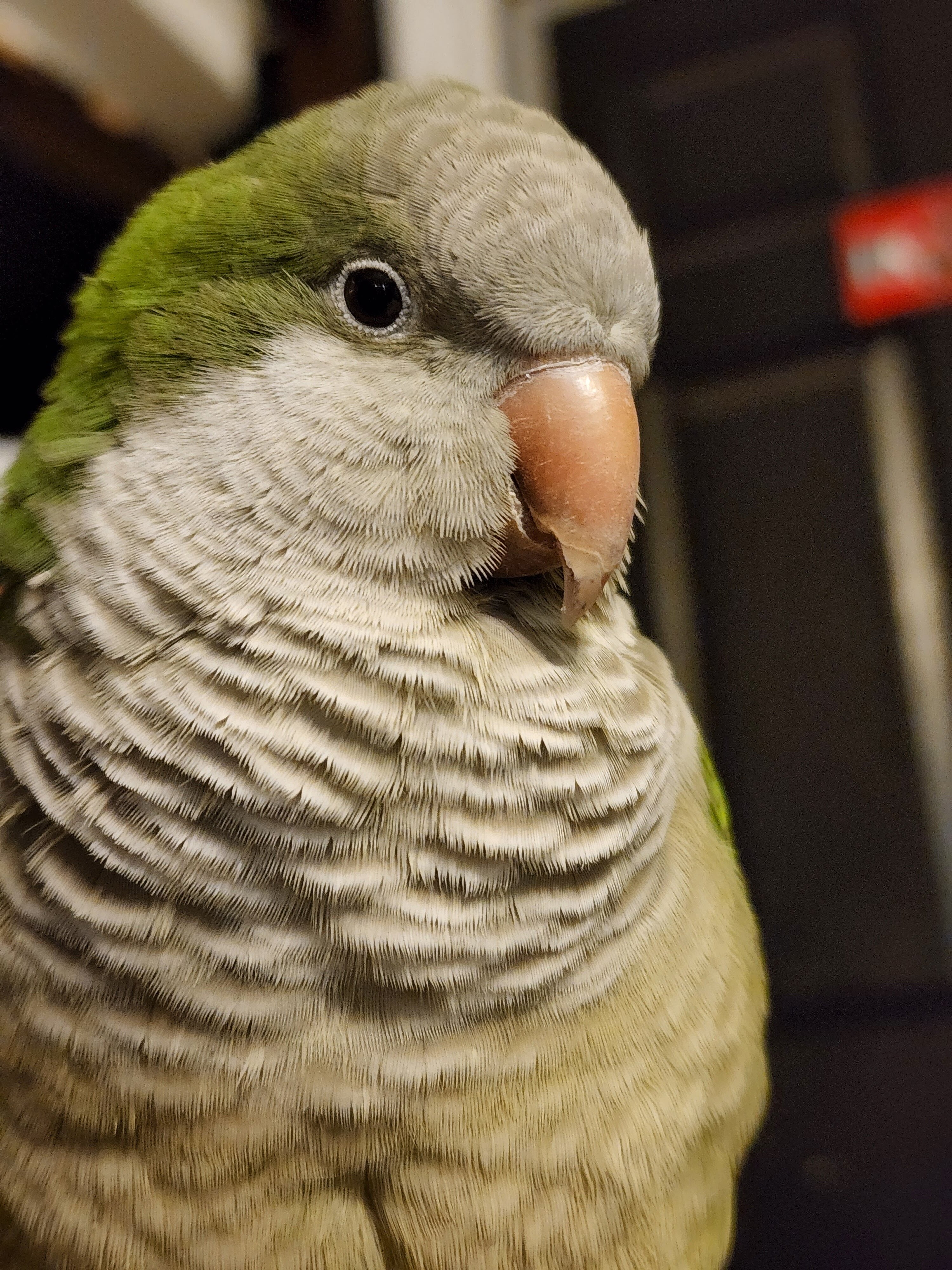 Quaker Parrot image 3