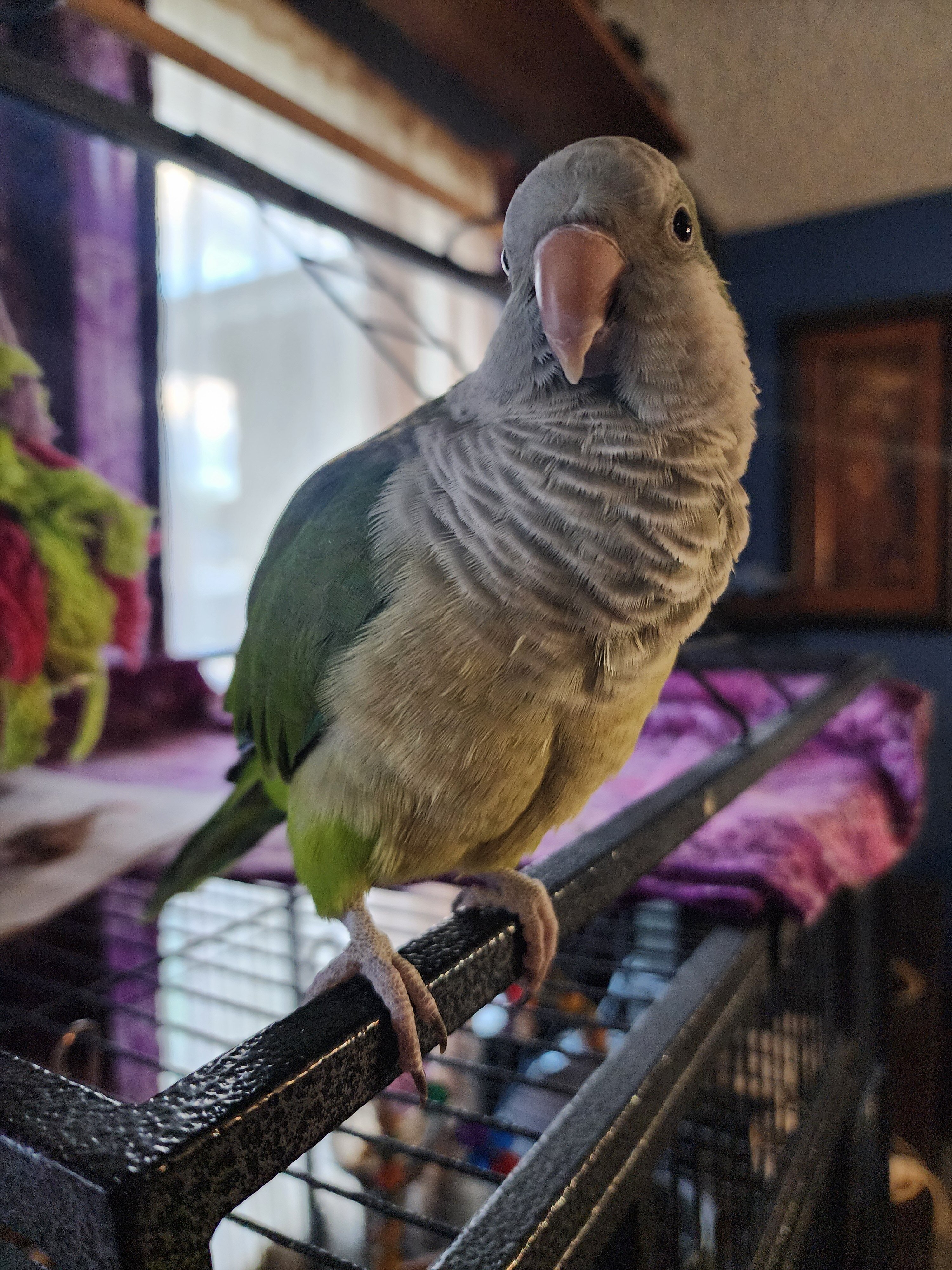 Quaker Parrot image 1