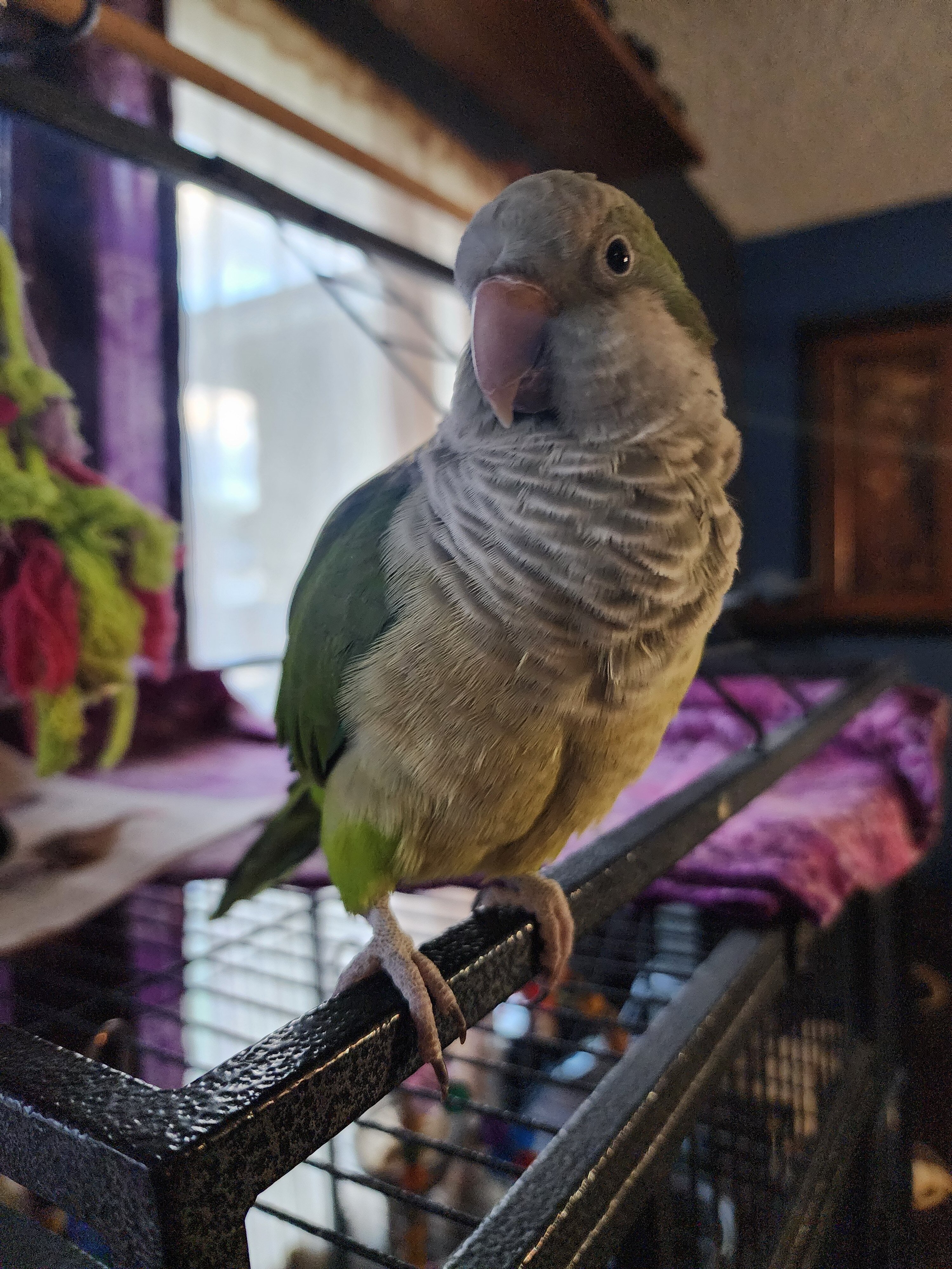 Quaker Parrot image 2