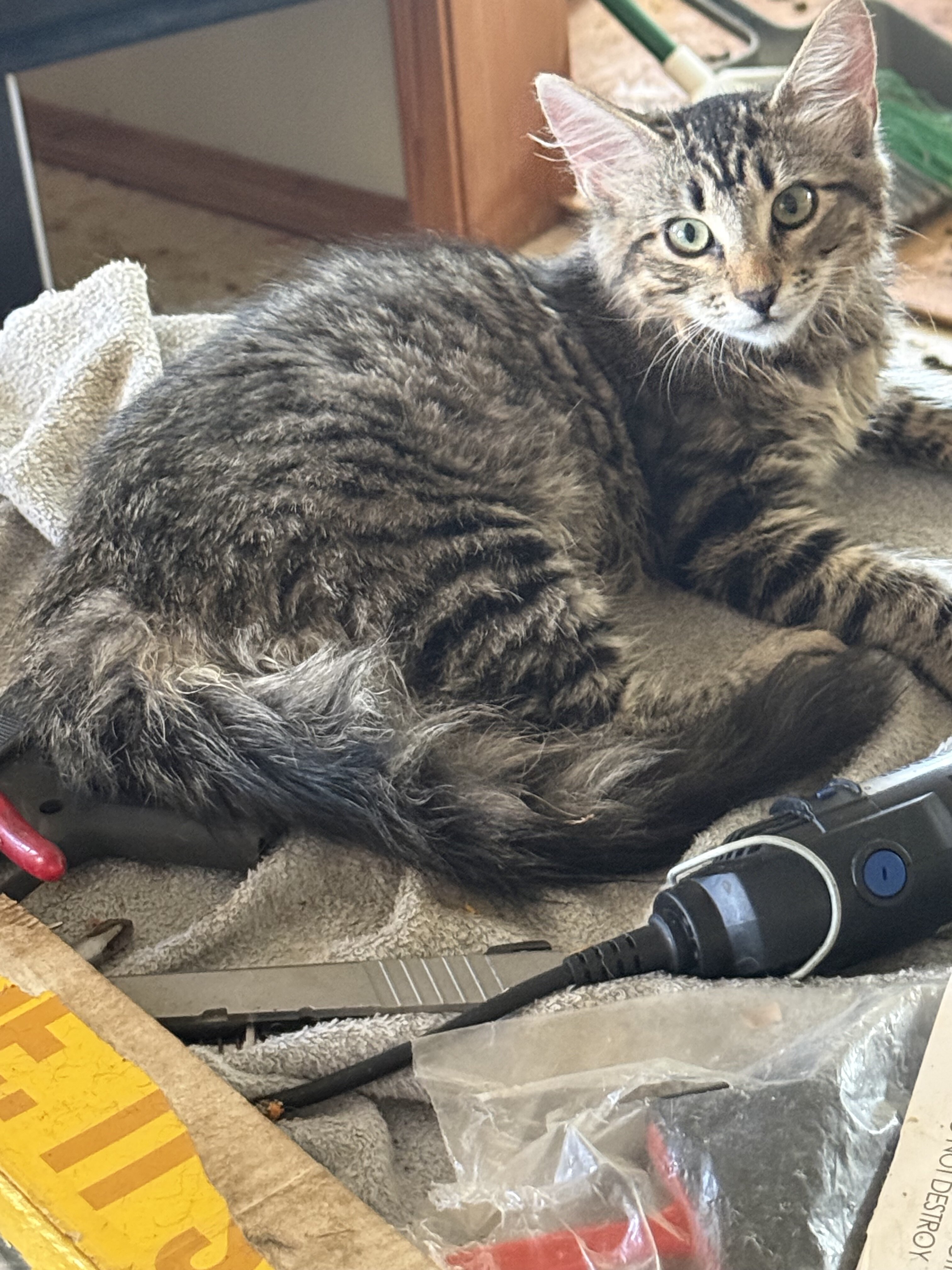 Female kitten image 1