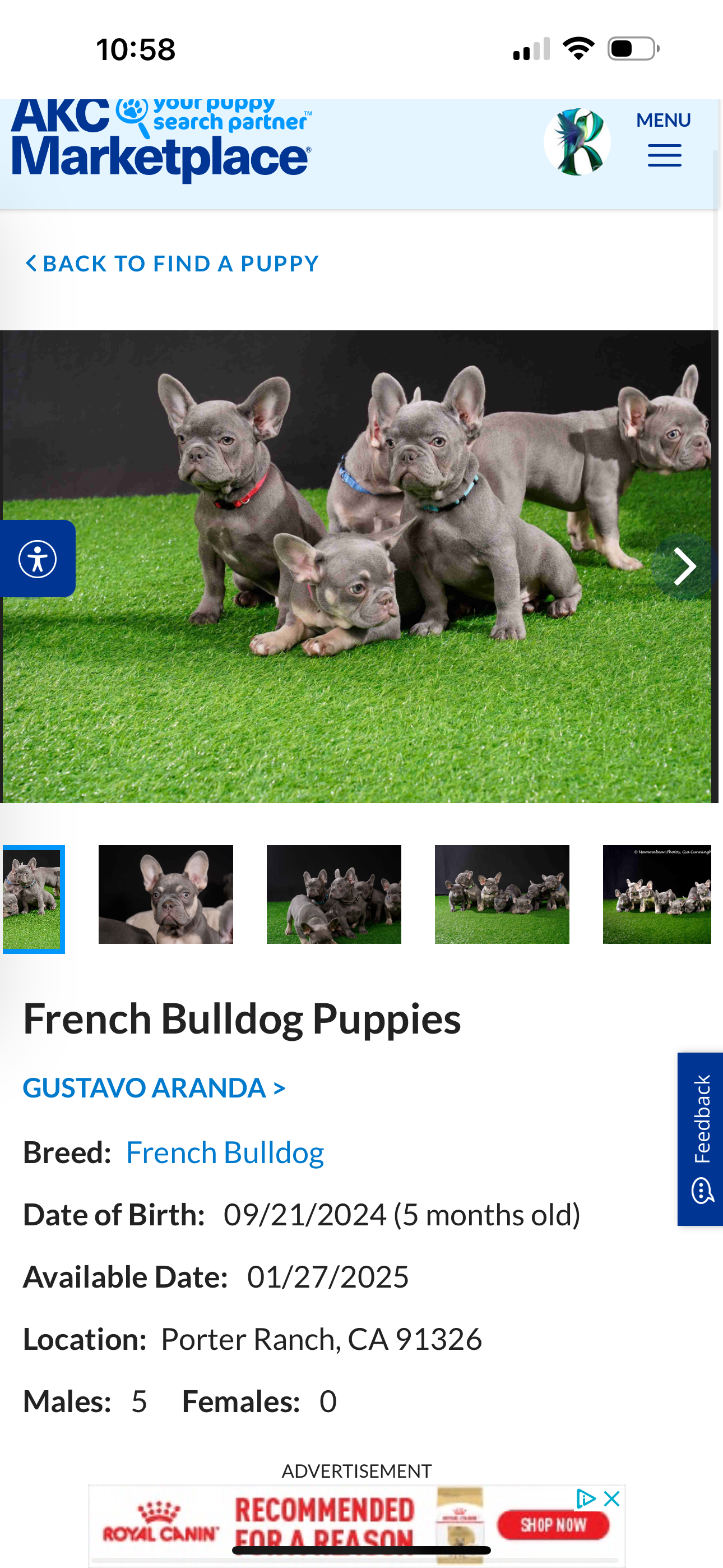 French bulldog image 3