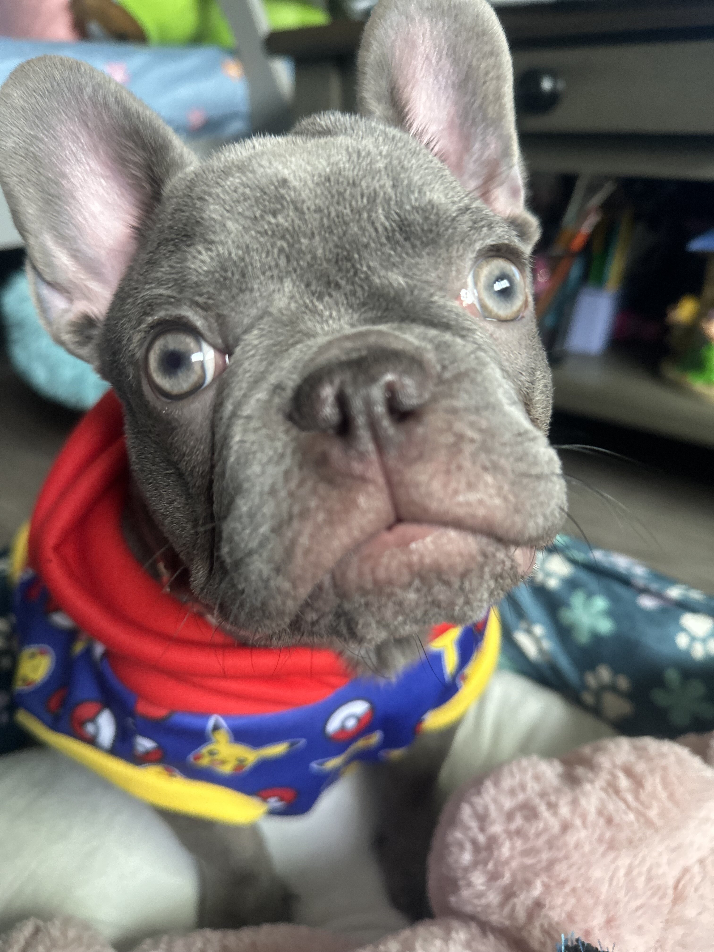 French bulldog image 4