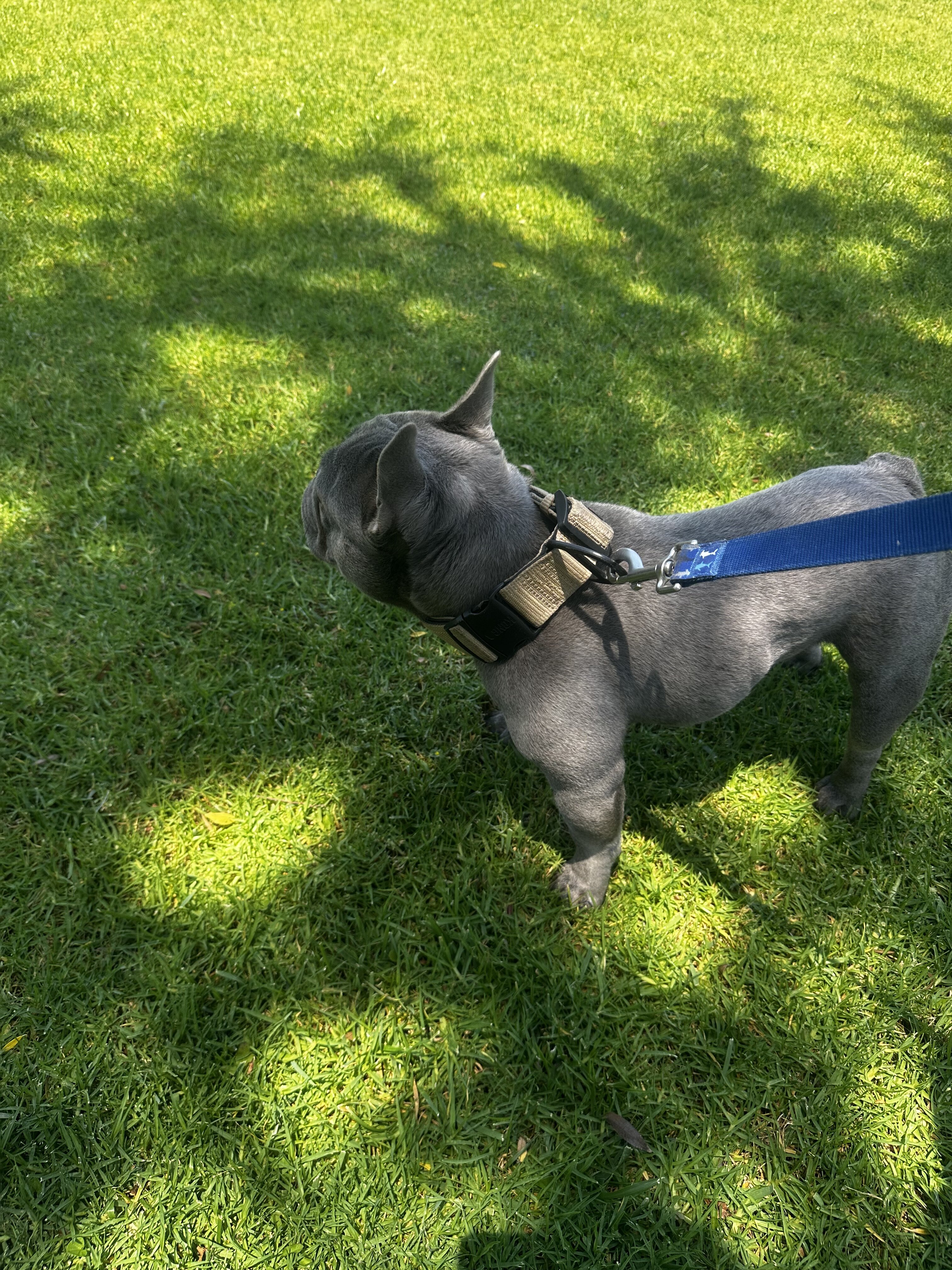 French bulldog image 2