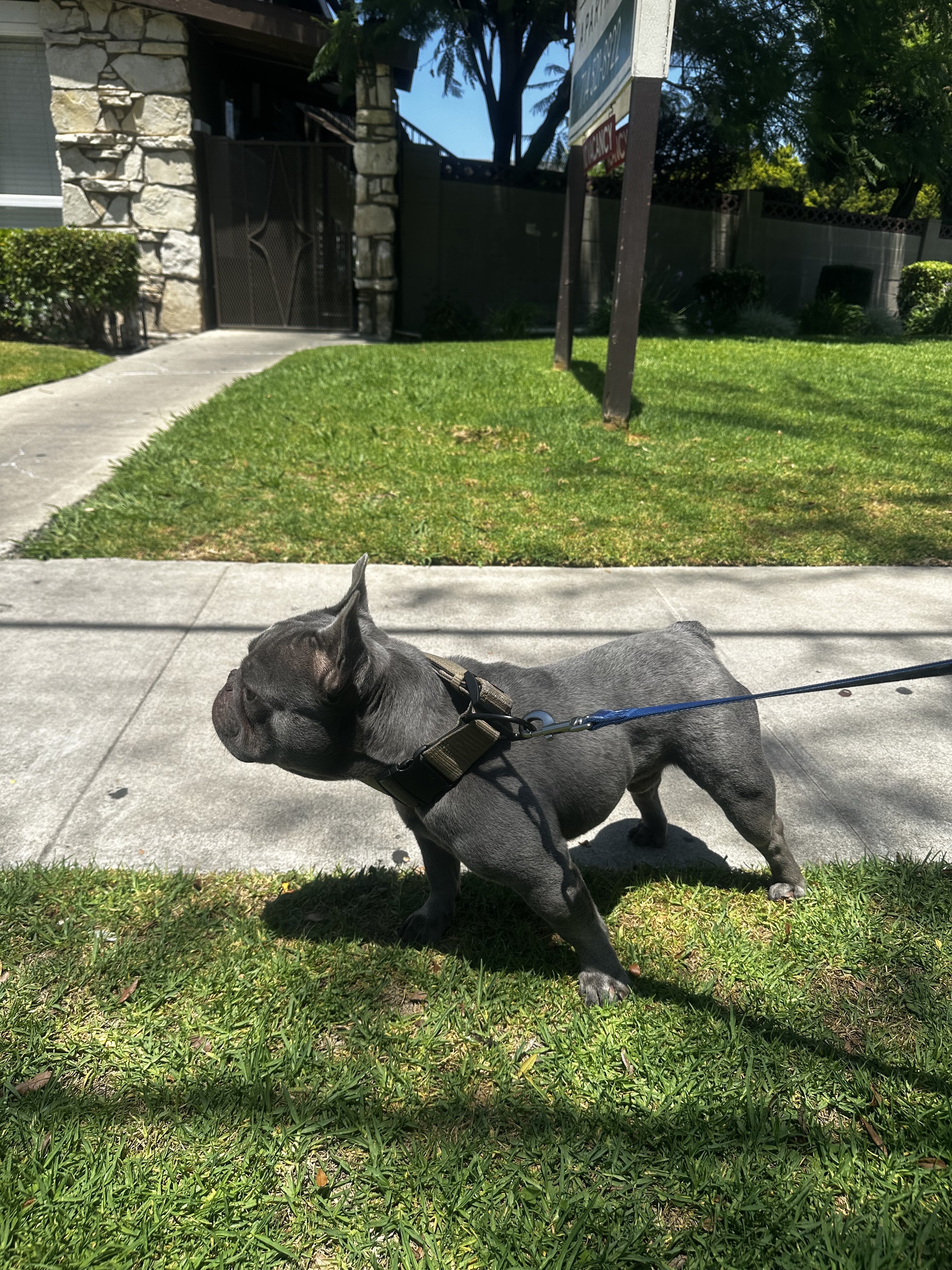 French bulldog image 1