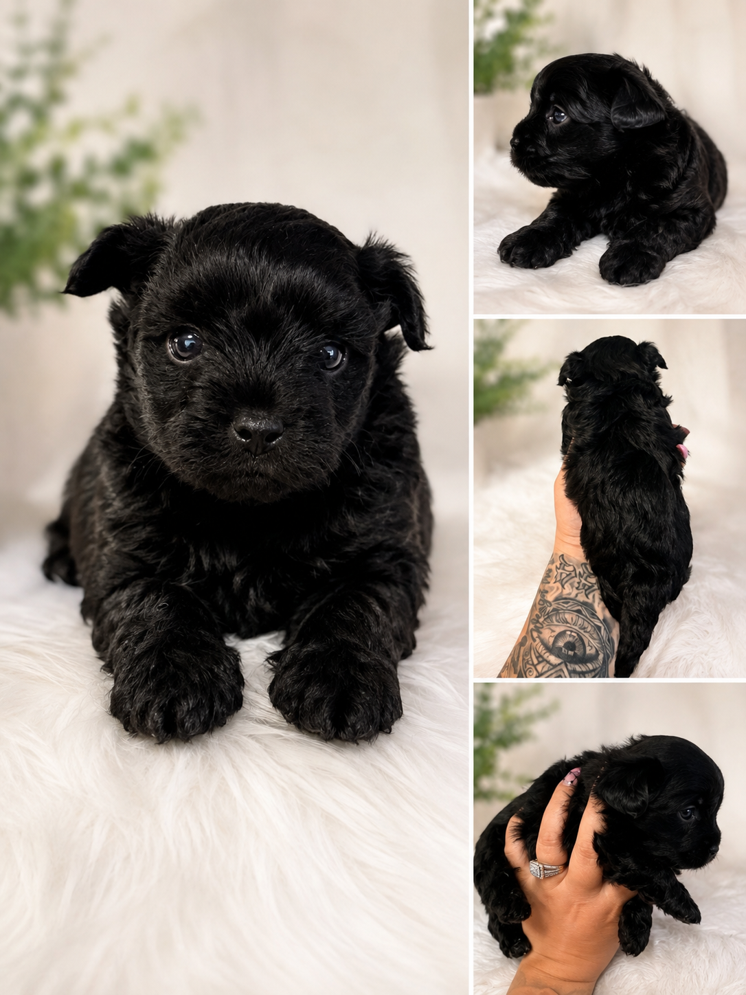 Female Morkie charting to be 4lbs image 1