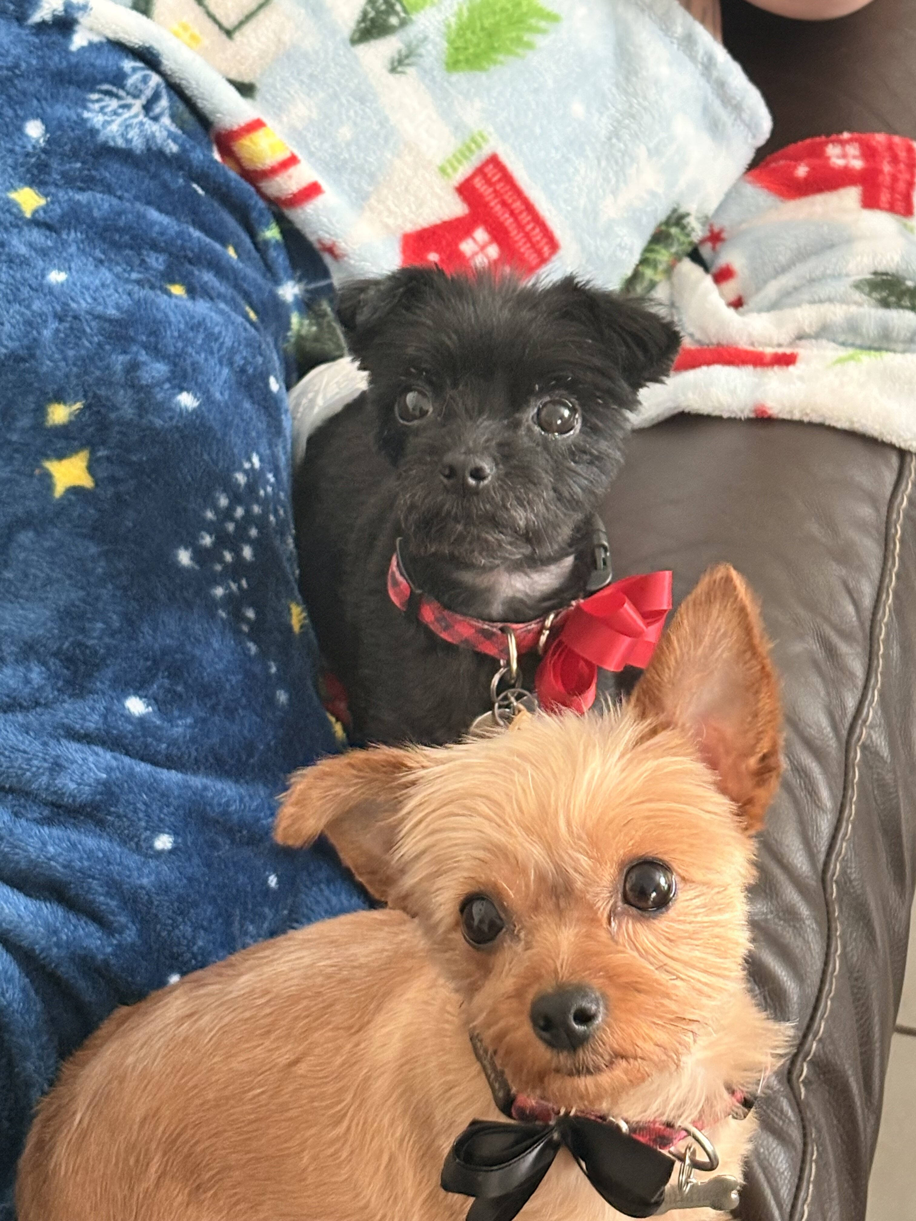 Female Morkie charting to be 4lbs image 6