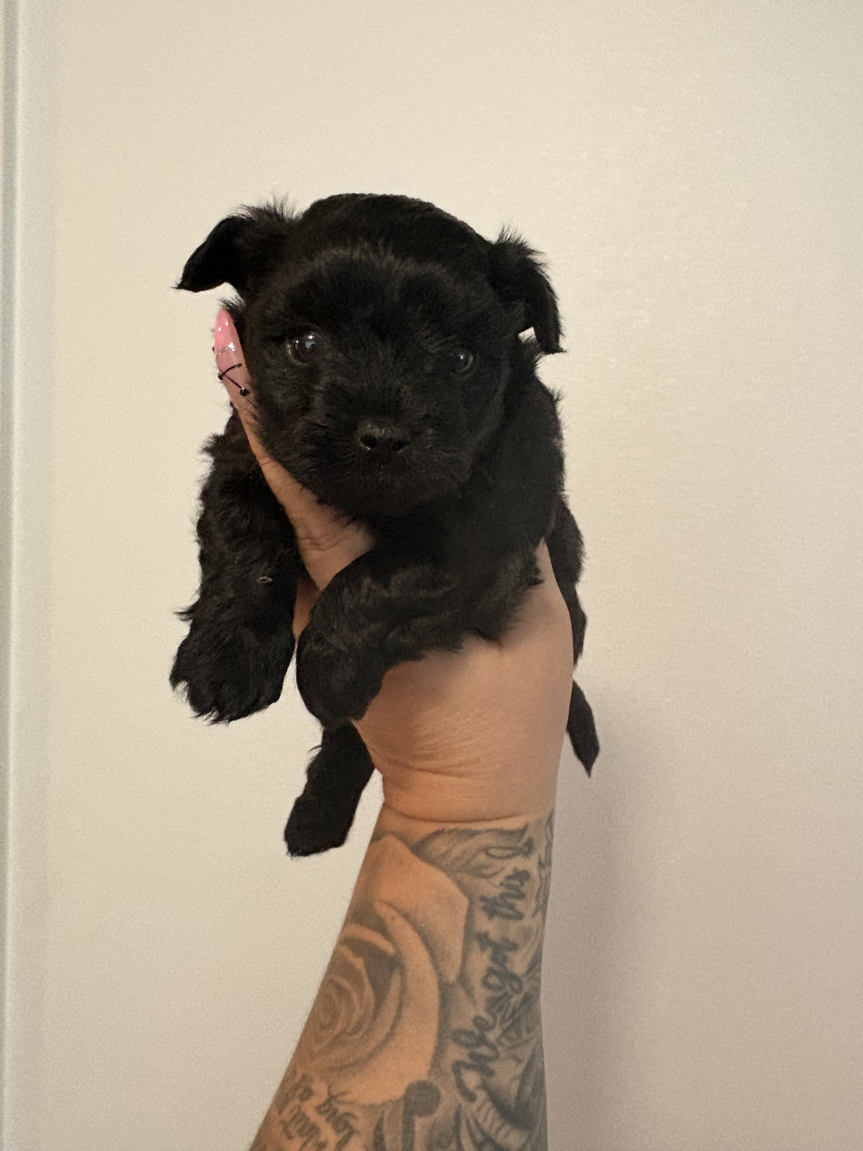 Female Morkie charting to be 4lbs image 2