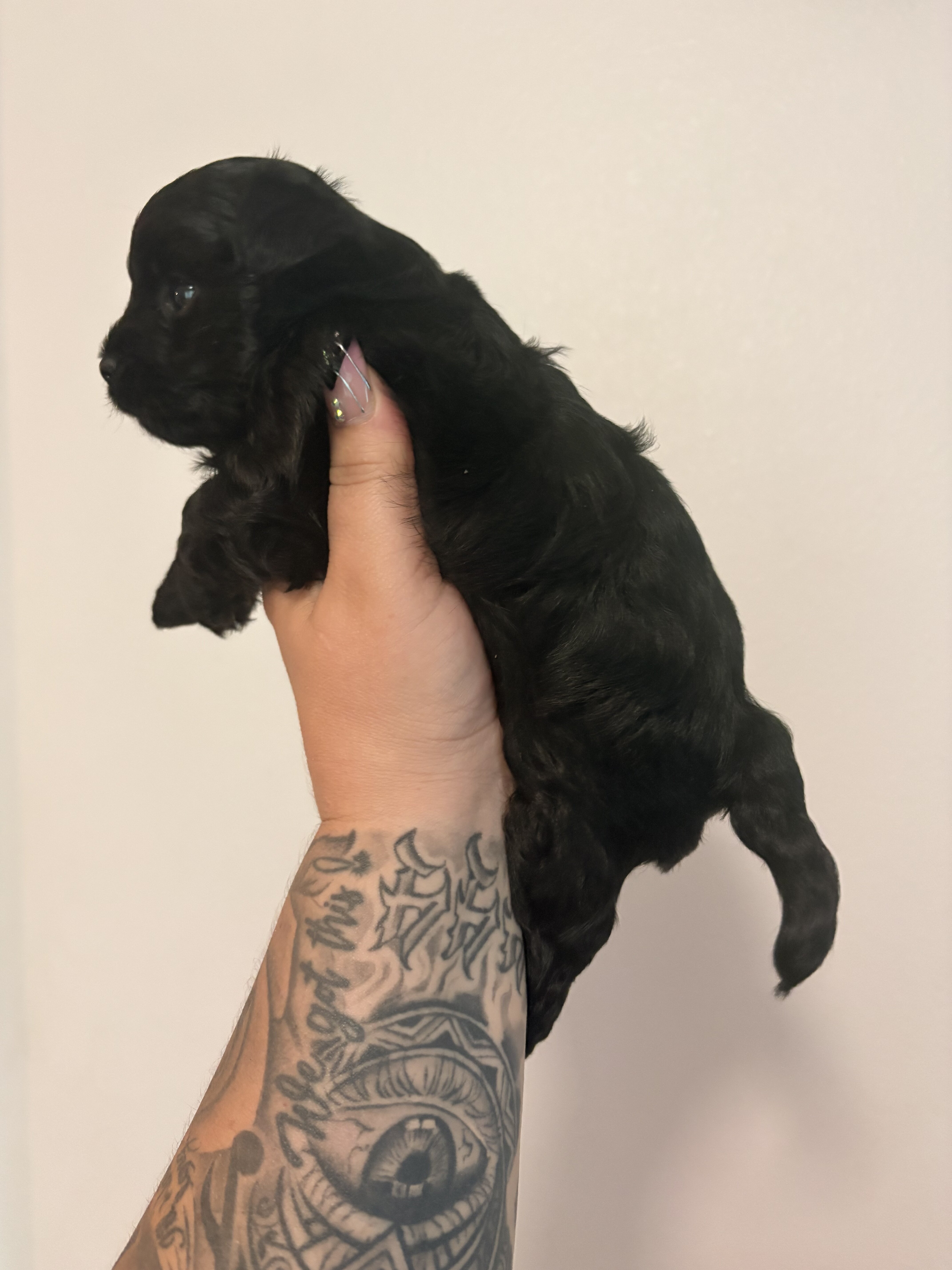 Female Morkie charting to be 4lbs image 4