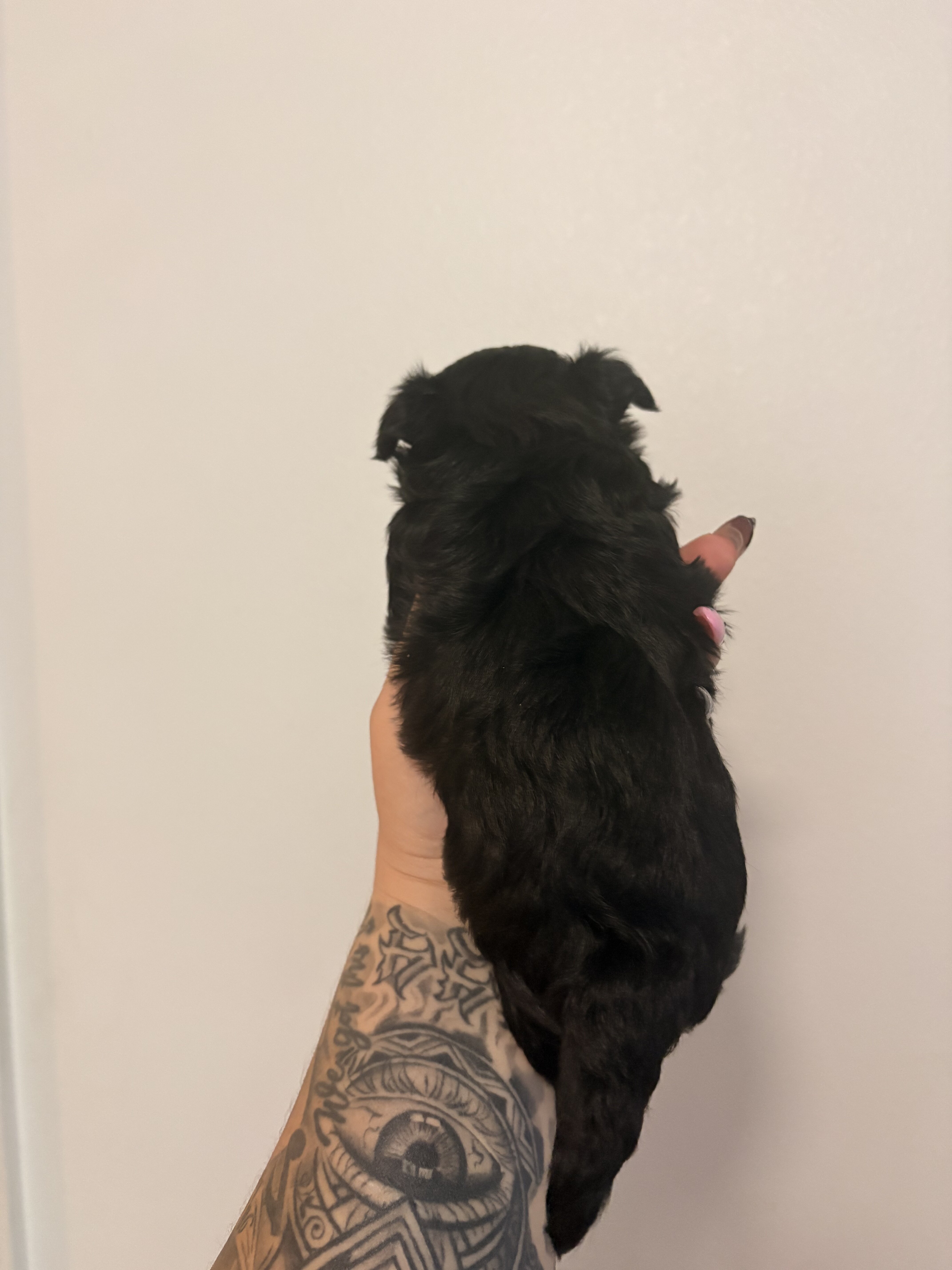 Female Morkie charting to be 4lbs image 5