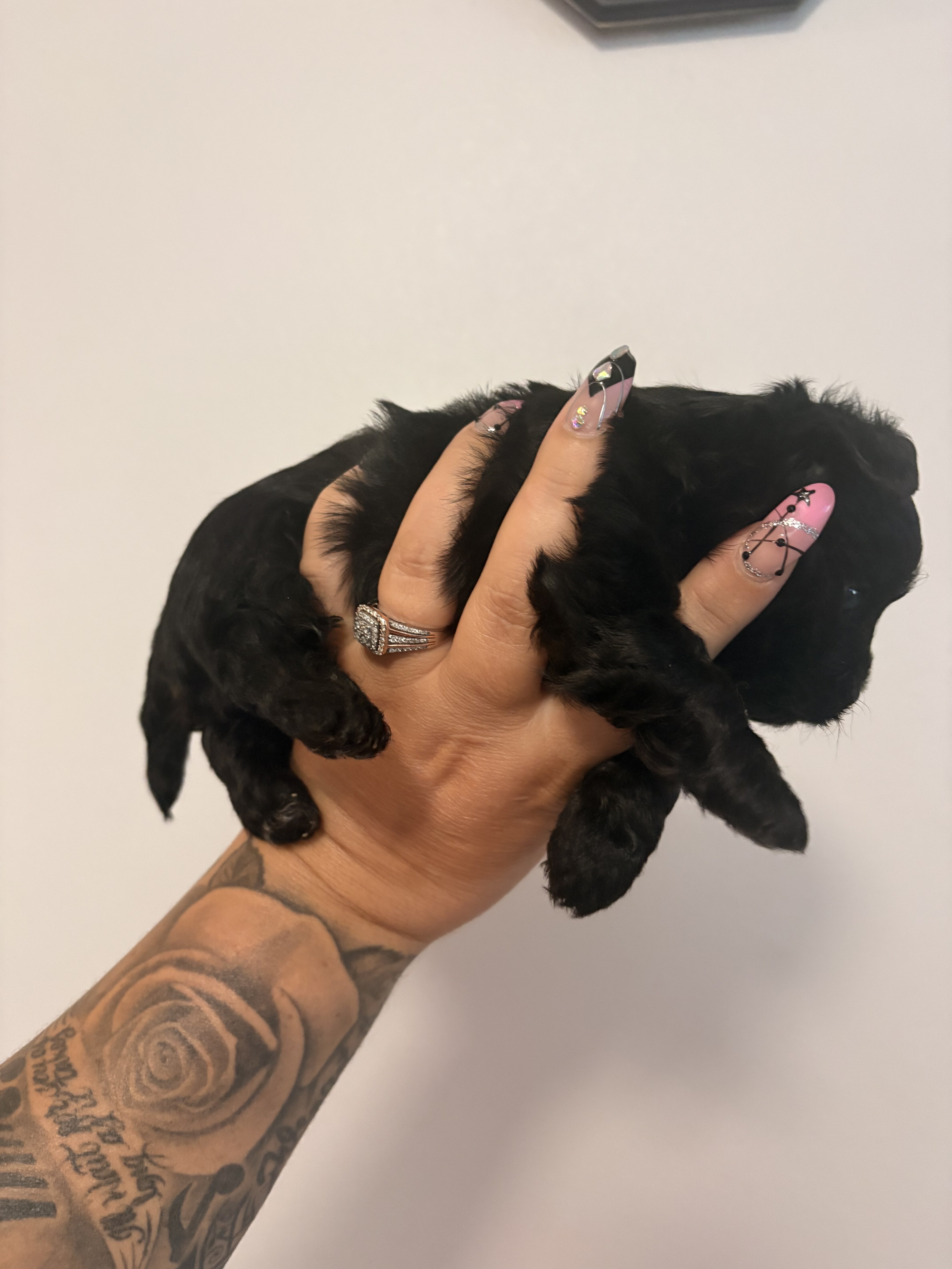 Female Morkie charting to be 4lbs image 3