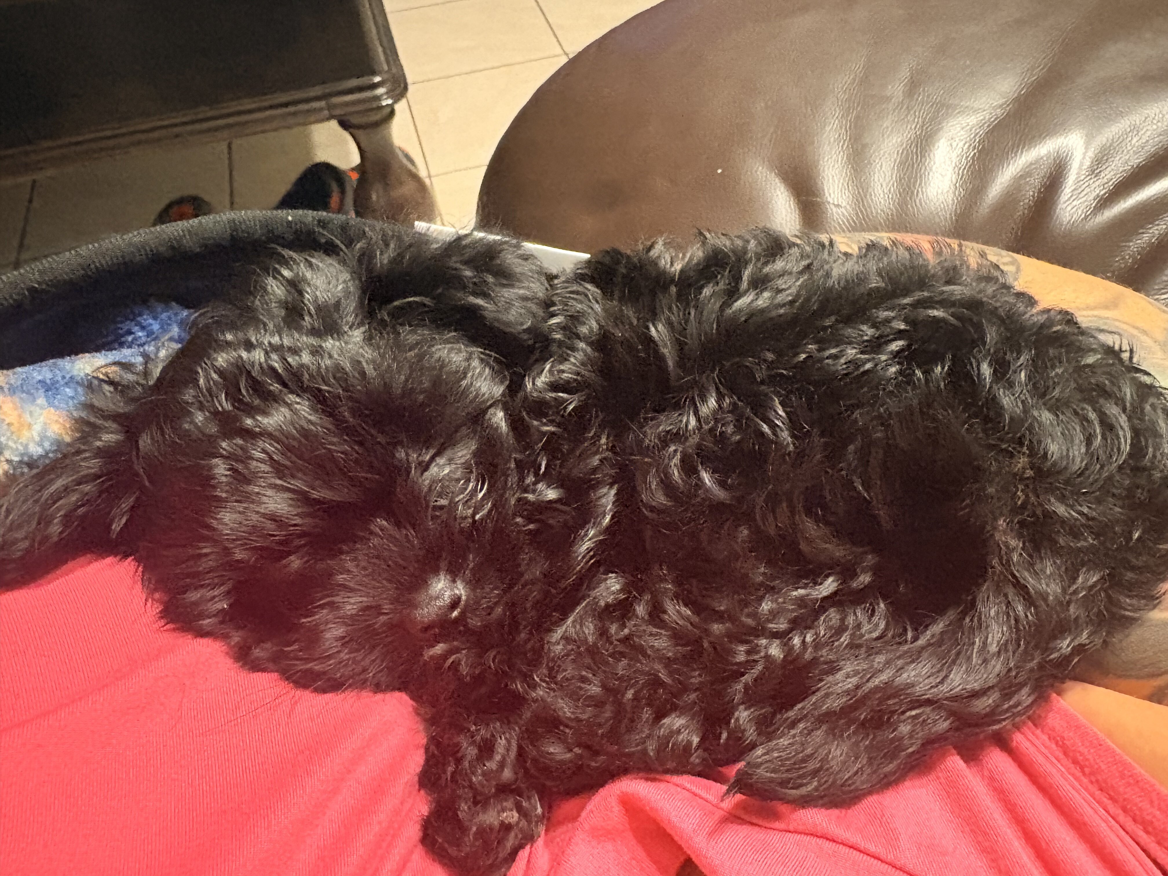Female Morkie charting to be 4lbs image 7