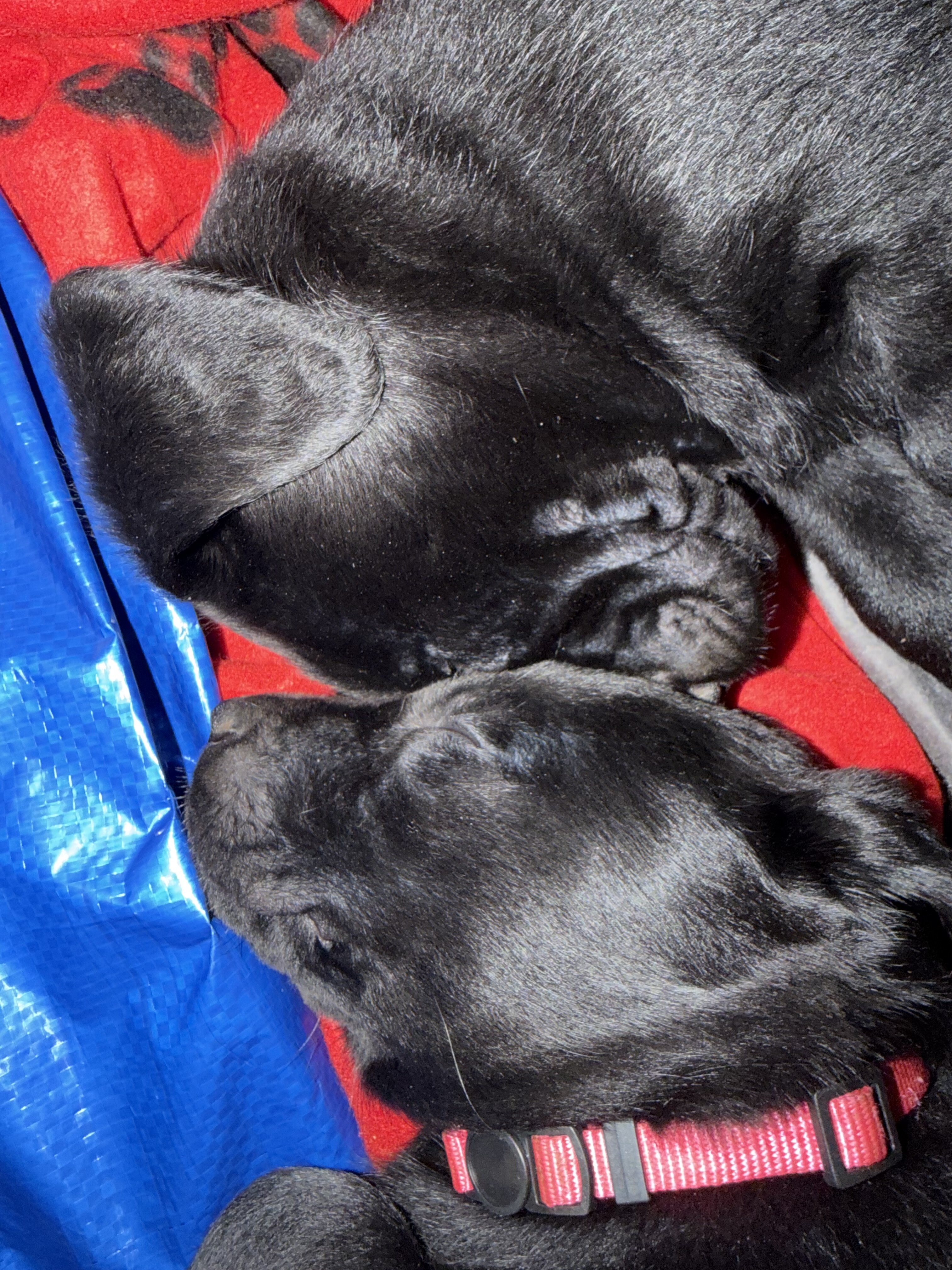 Lab/Golden Retriever Puppies image 6