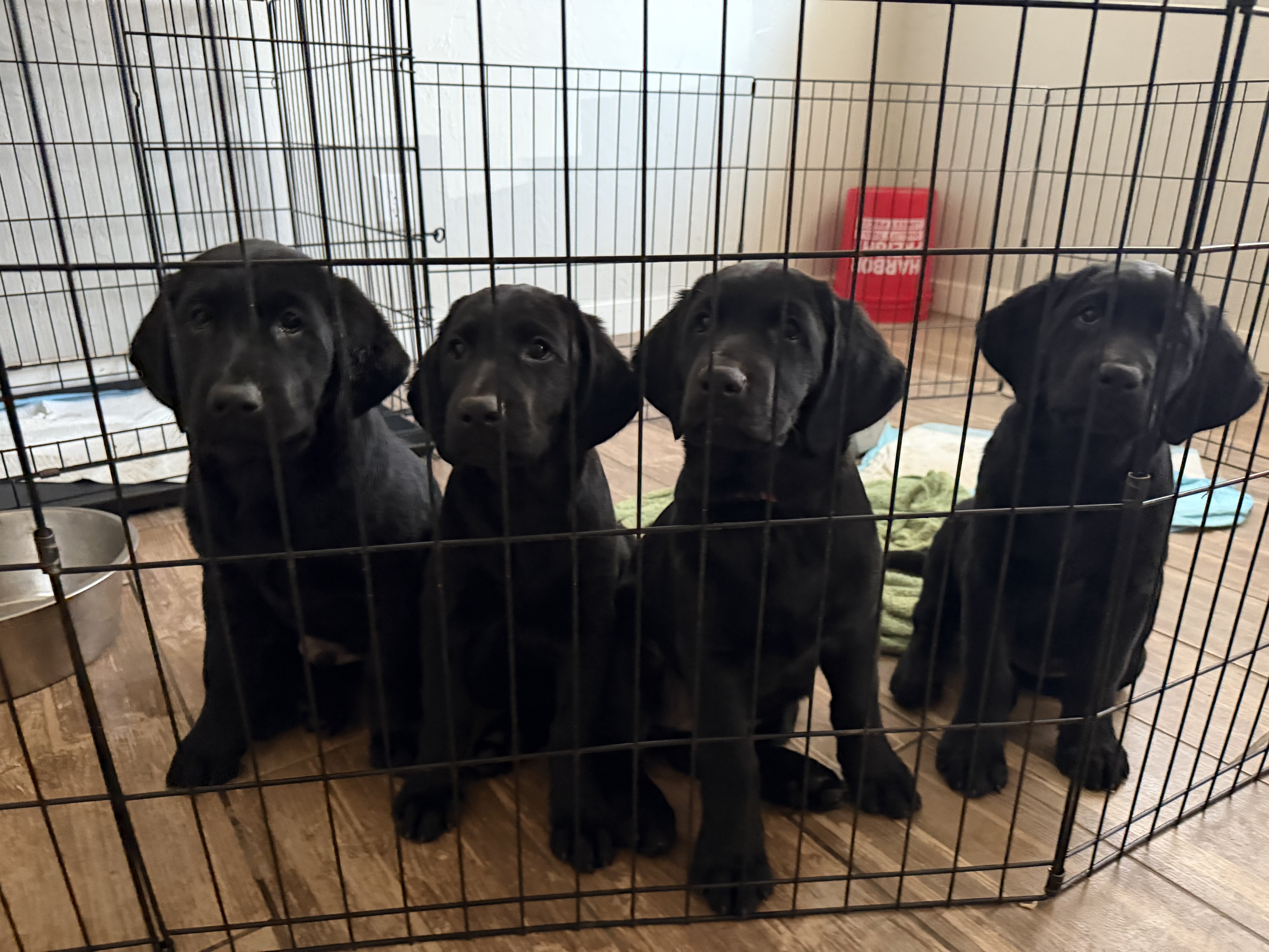 Lab/Golden Retriever Puppies image 2