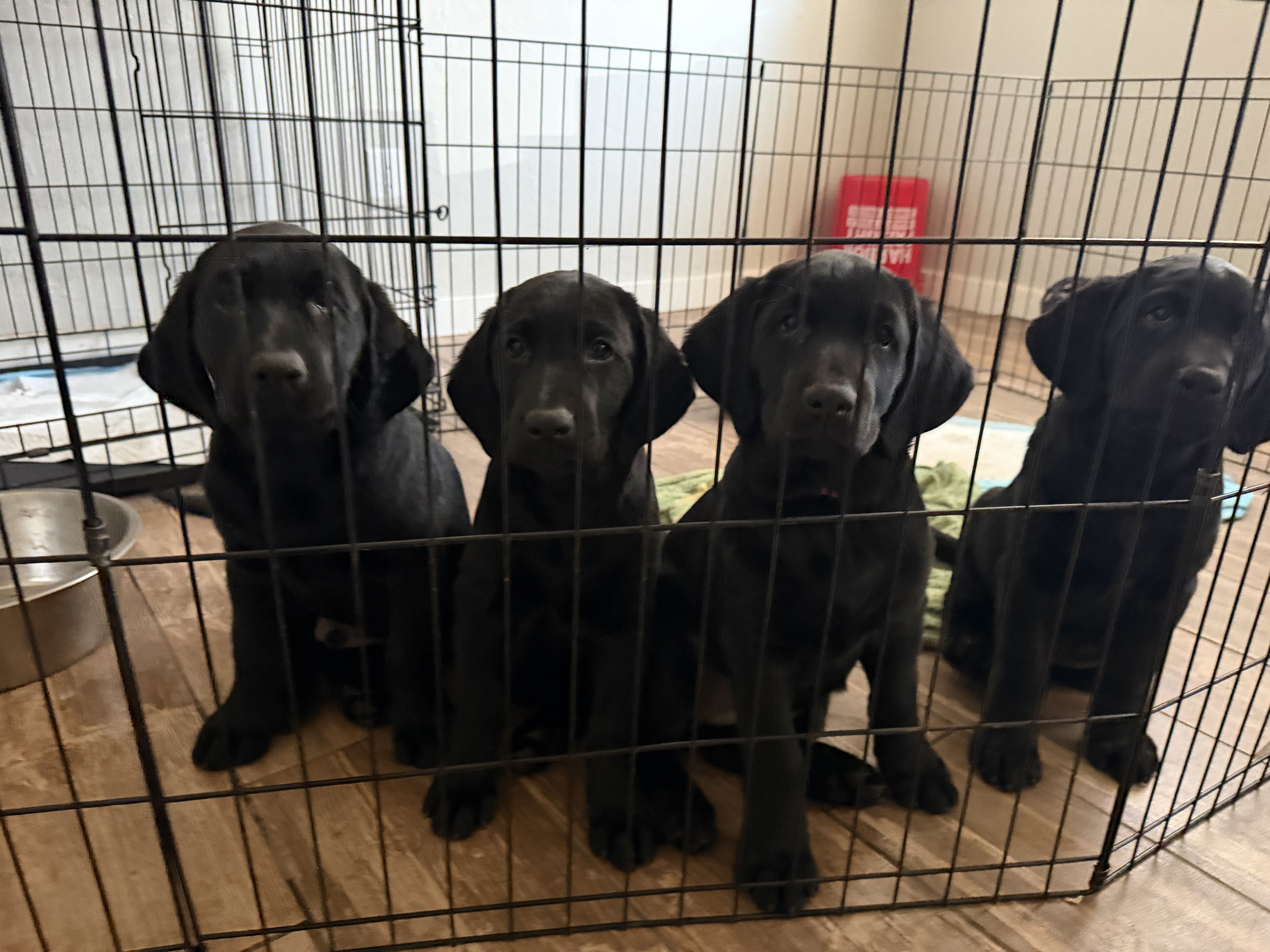 Lab/Golden Retriever Puppies image 3