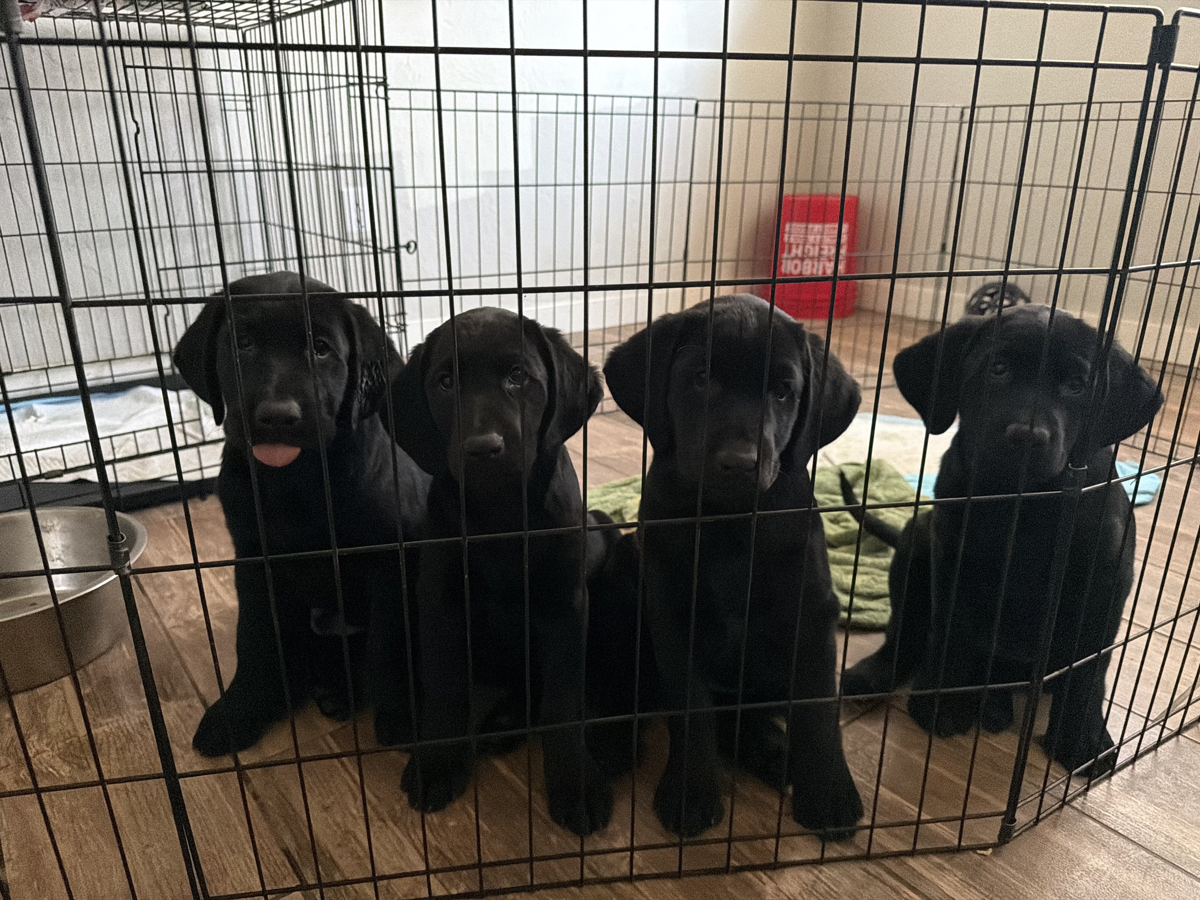 Lab/Golden Retriever Puppies image 1
