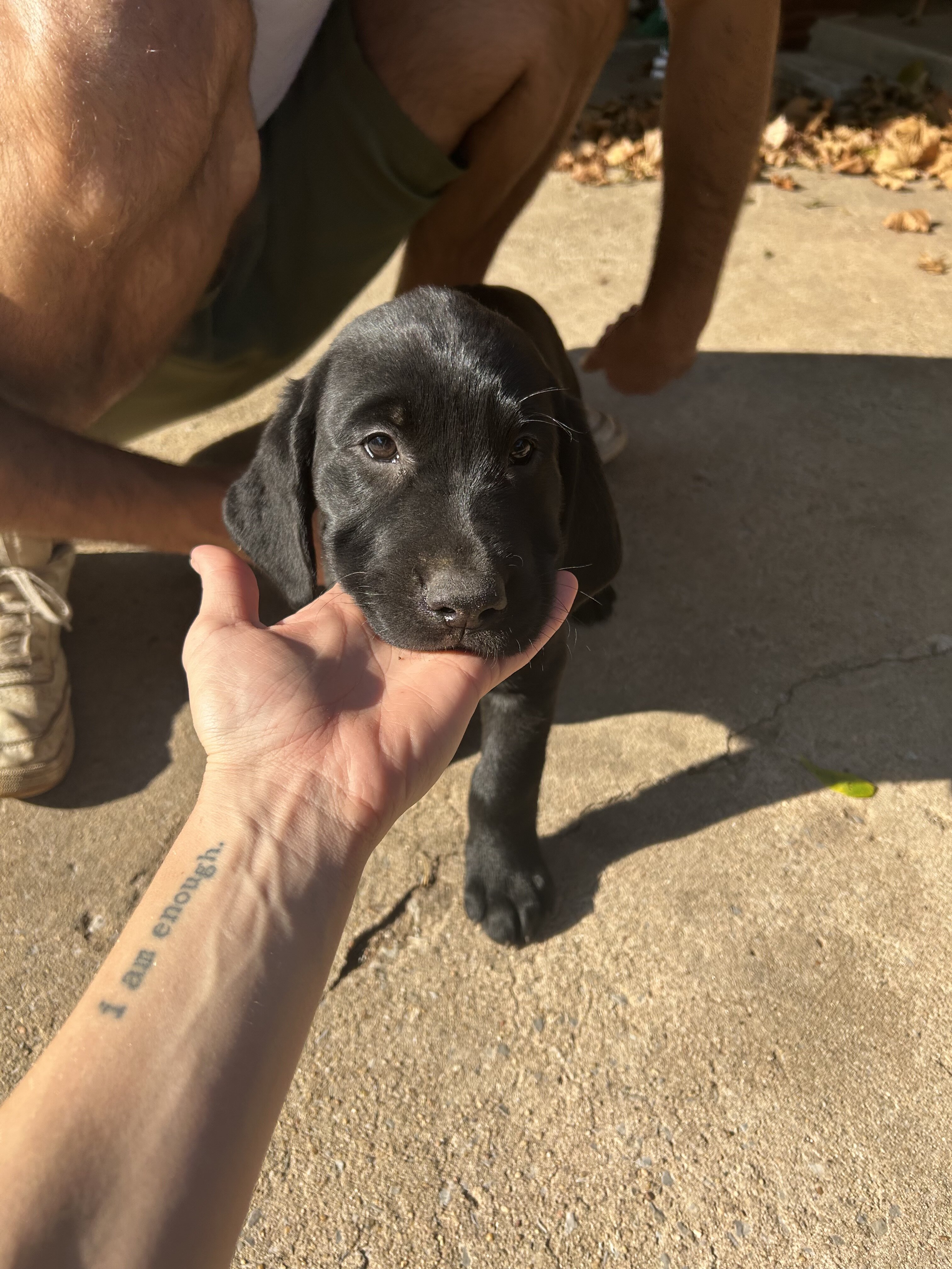 Lab/Golden Retriever Puppies image 4
