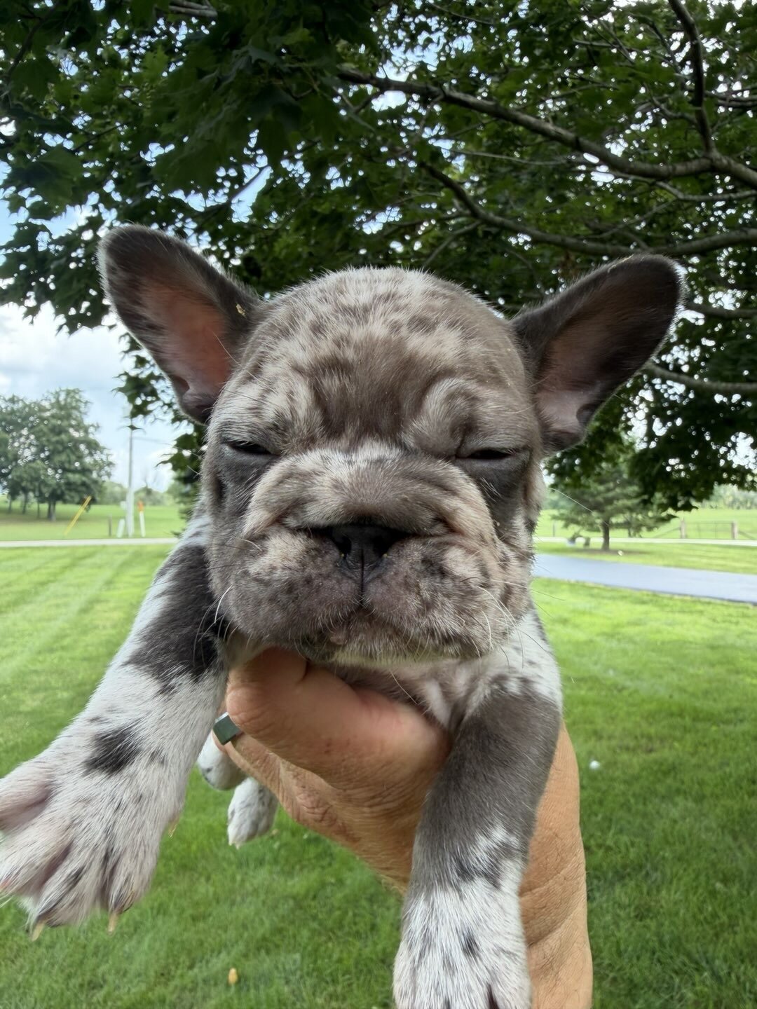 Male Isabella Merle Puppy image 4