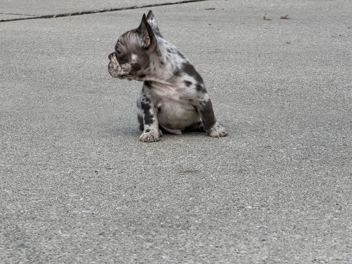 Male Isabella Merle Puppy image 10