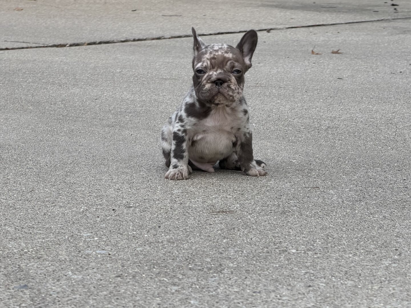 Male Isabella Merle Puppy image 1