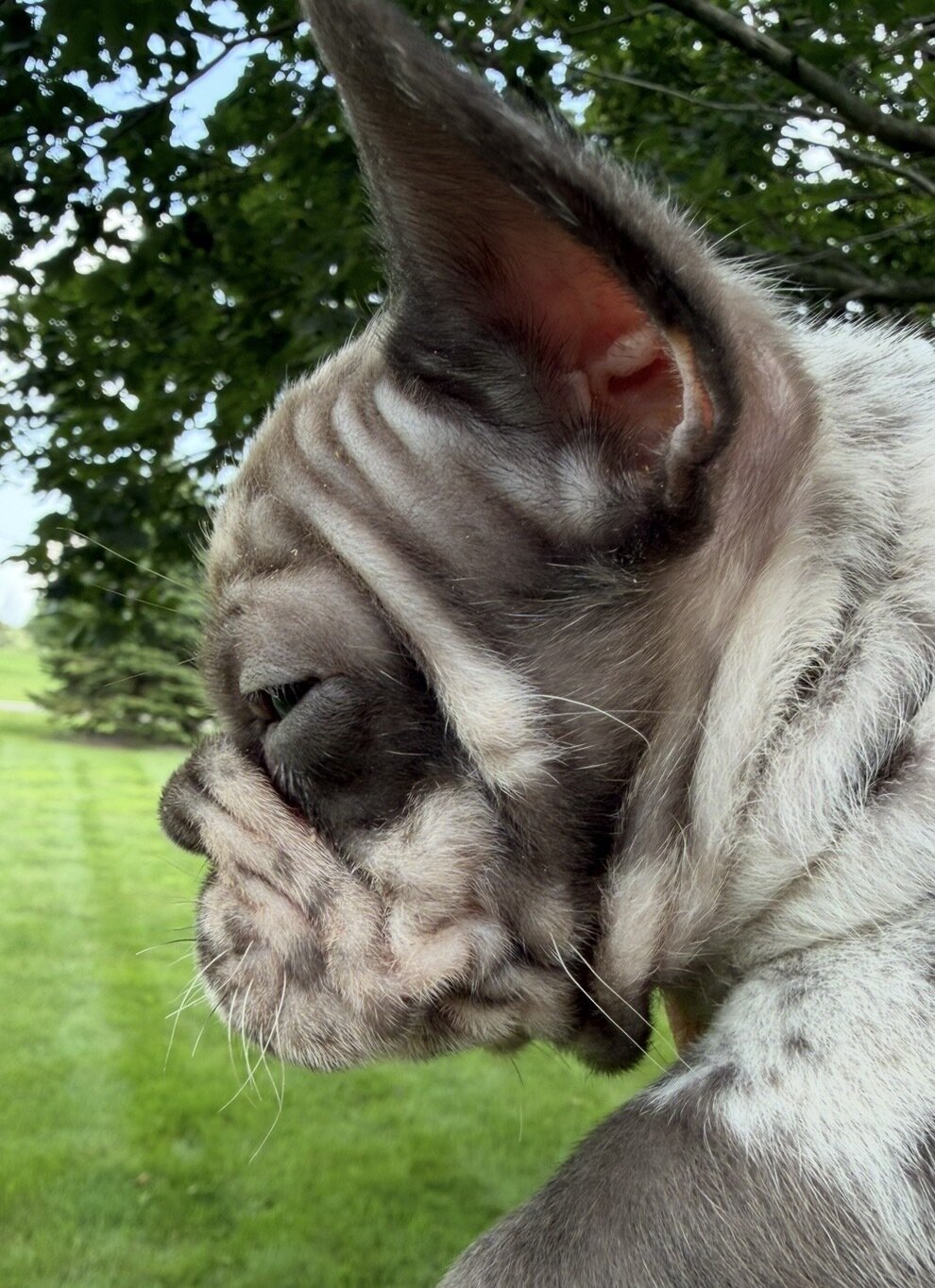 Male Isabella Merle Puppy image 9