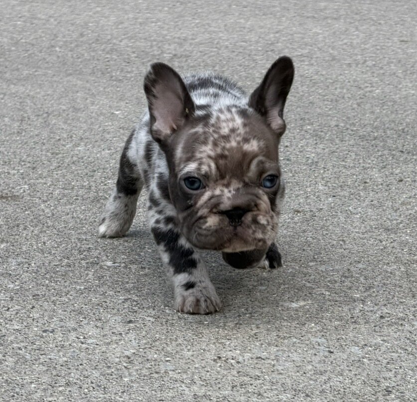 Male Isabella Merle Puppy image 8
