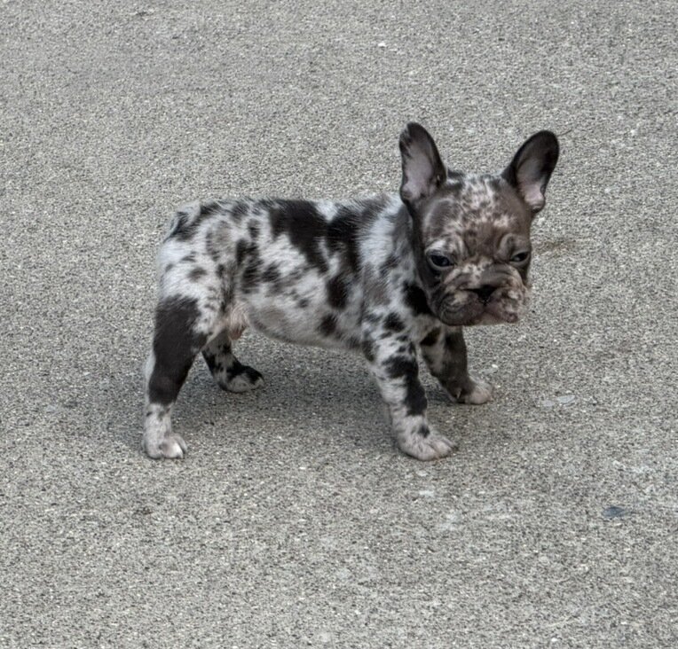 Male Isabella Merle Puppy image 7
