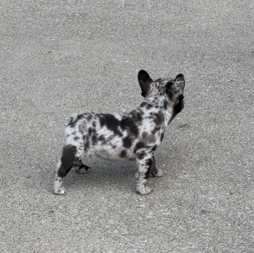 Male Isabella Merle Puppy image 6