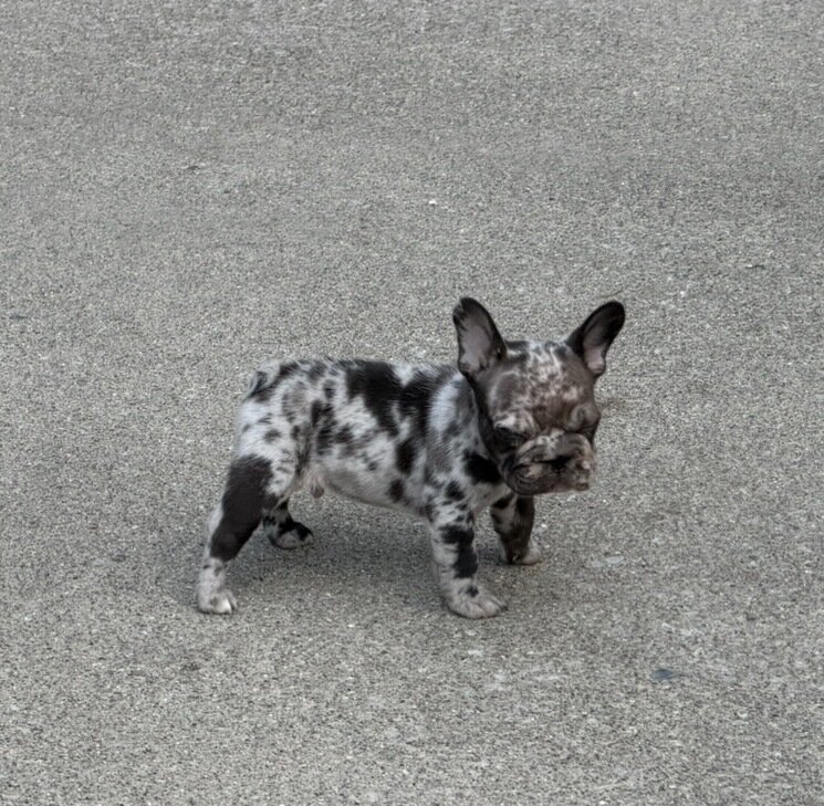 Male Isabella Merle Puppy image 5