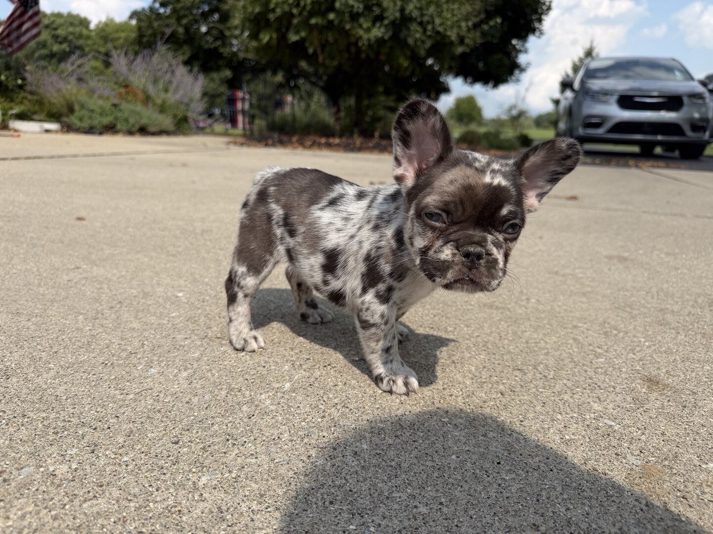 Female Isabella Merle Puppy image 7