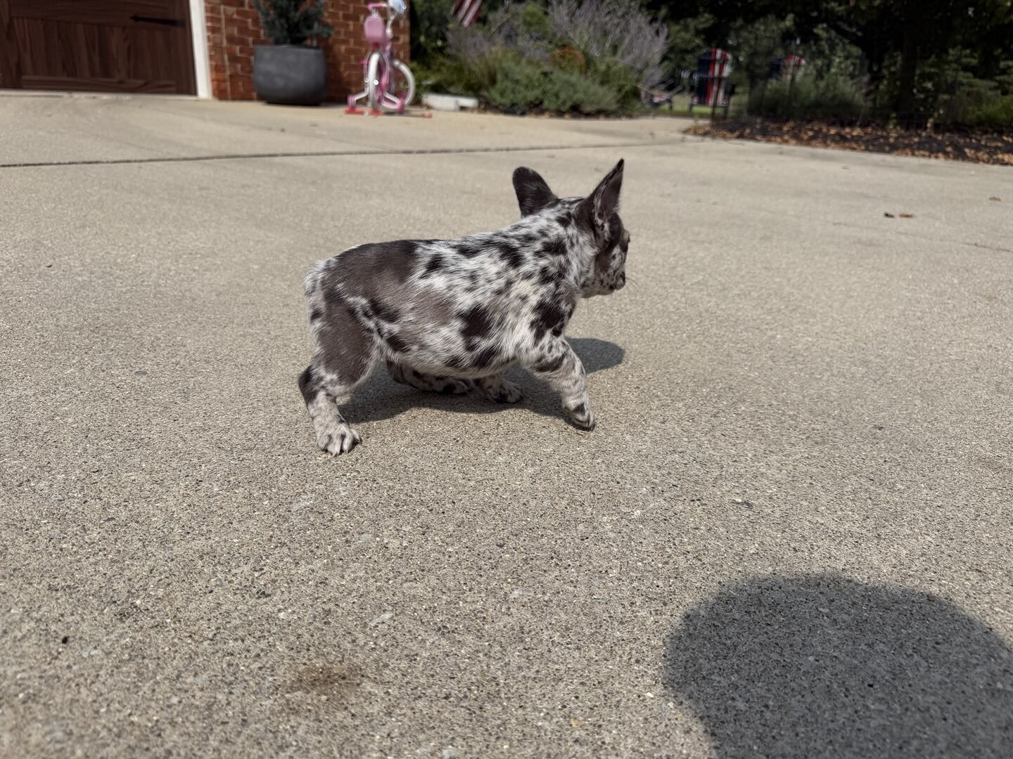 Female Isabella Merle Puppy image 6