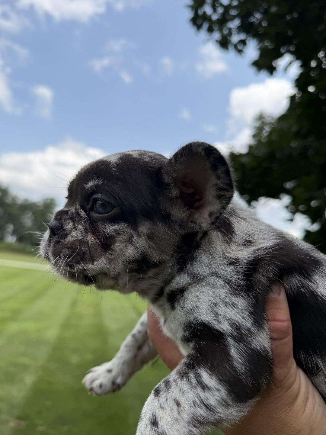 Female Isabella Merle Puppy image 5