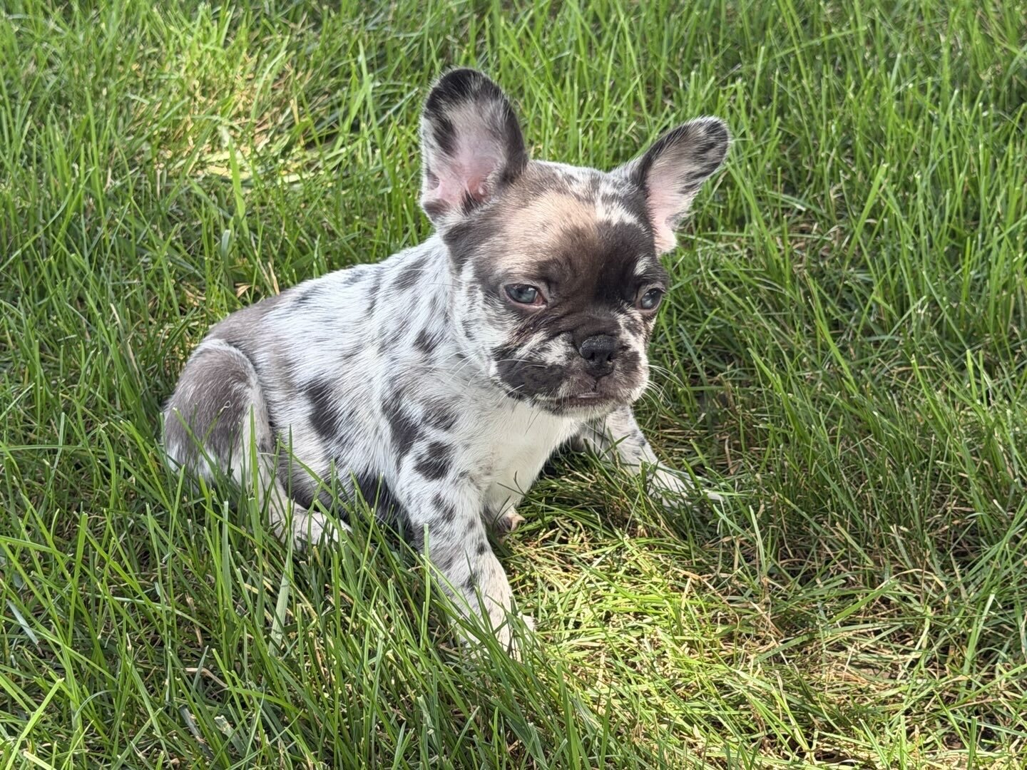 Female Isabella Merle Puppy image 8