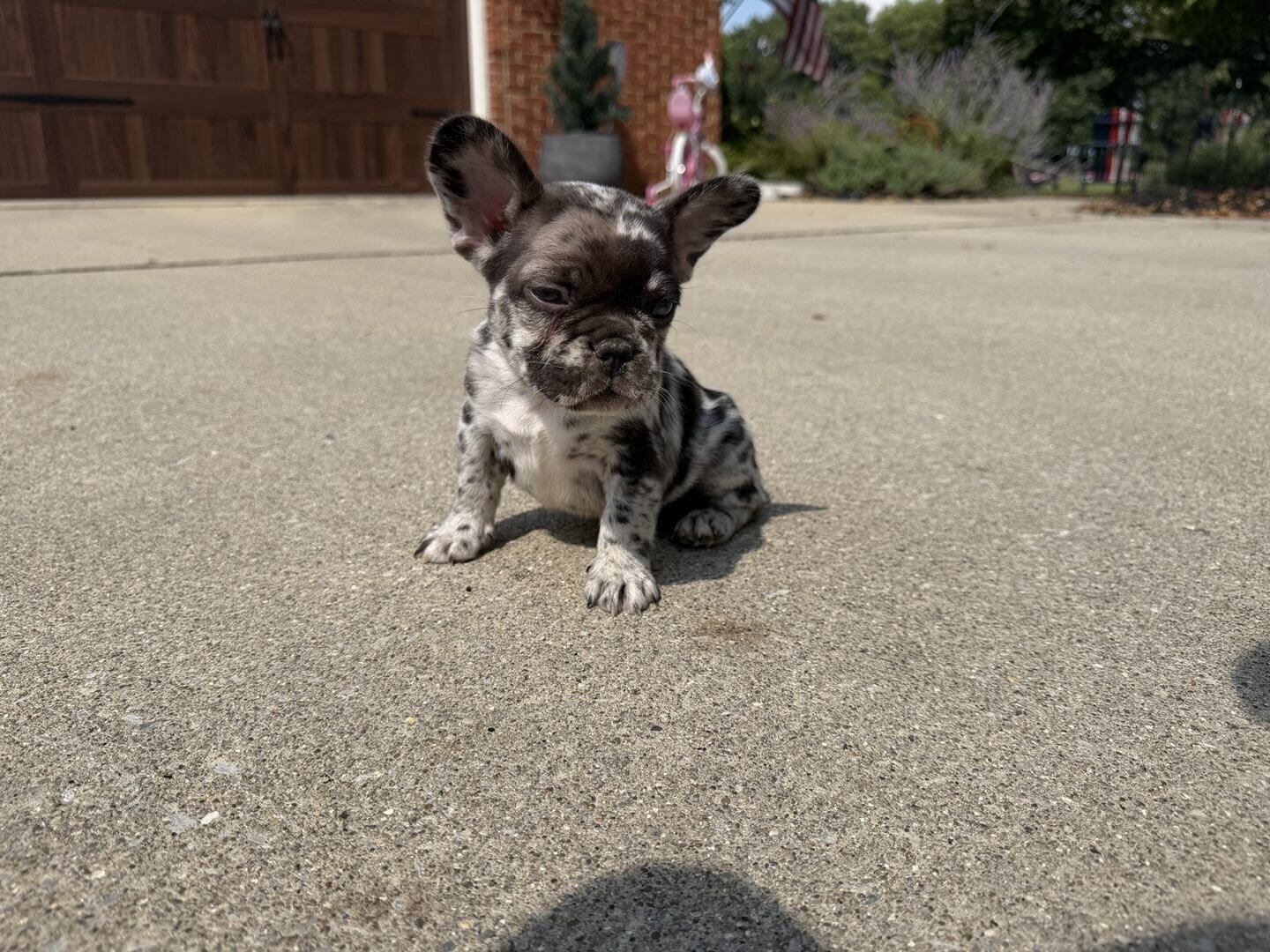 Female Isabella Merle Puppy image 4