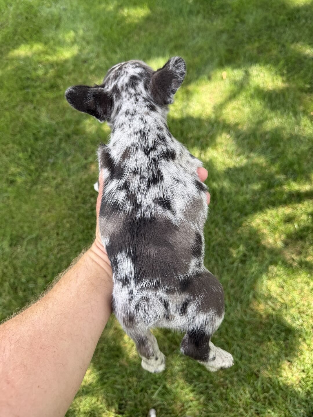 Female Isabella Merle Puppy image 3
