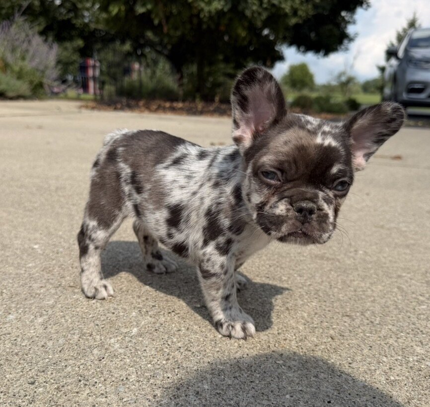 Female Isabella Merle Puppy image 2