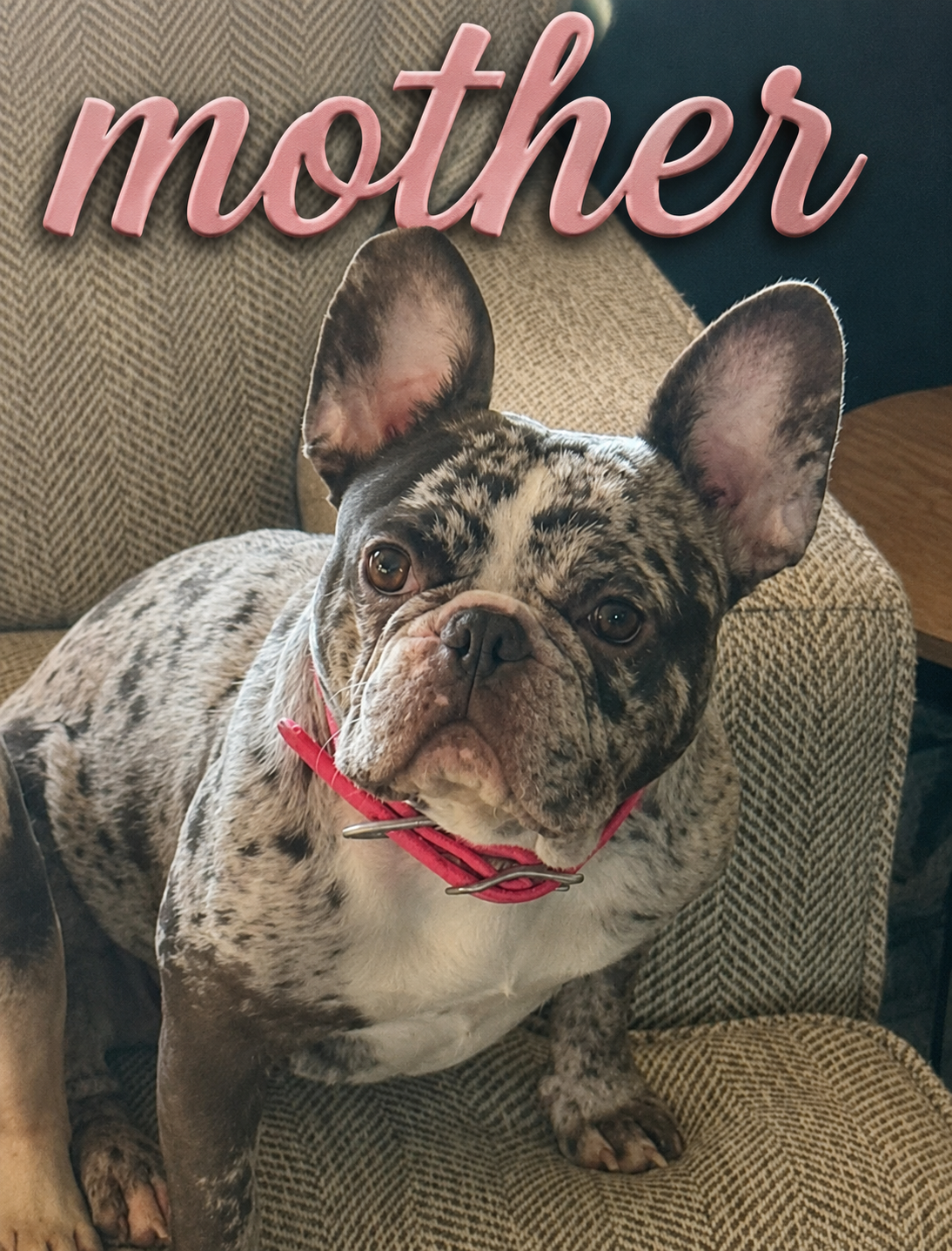 Female Isabella Merle Puppy image 1