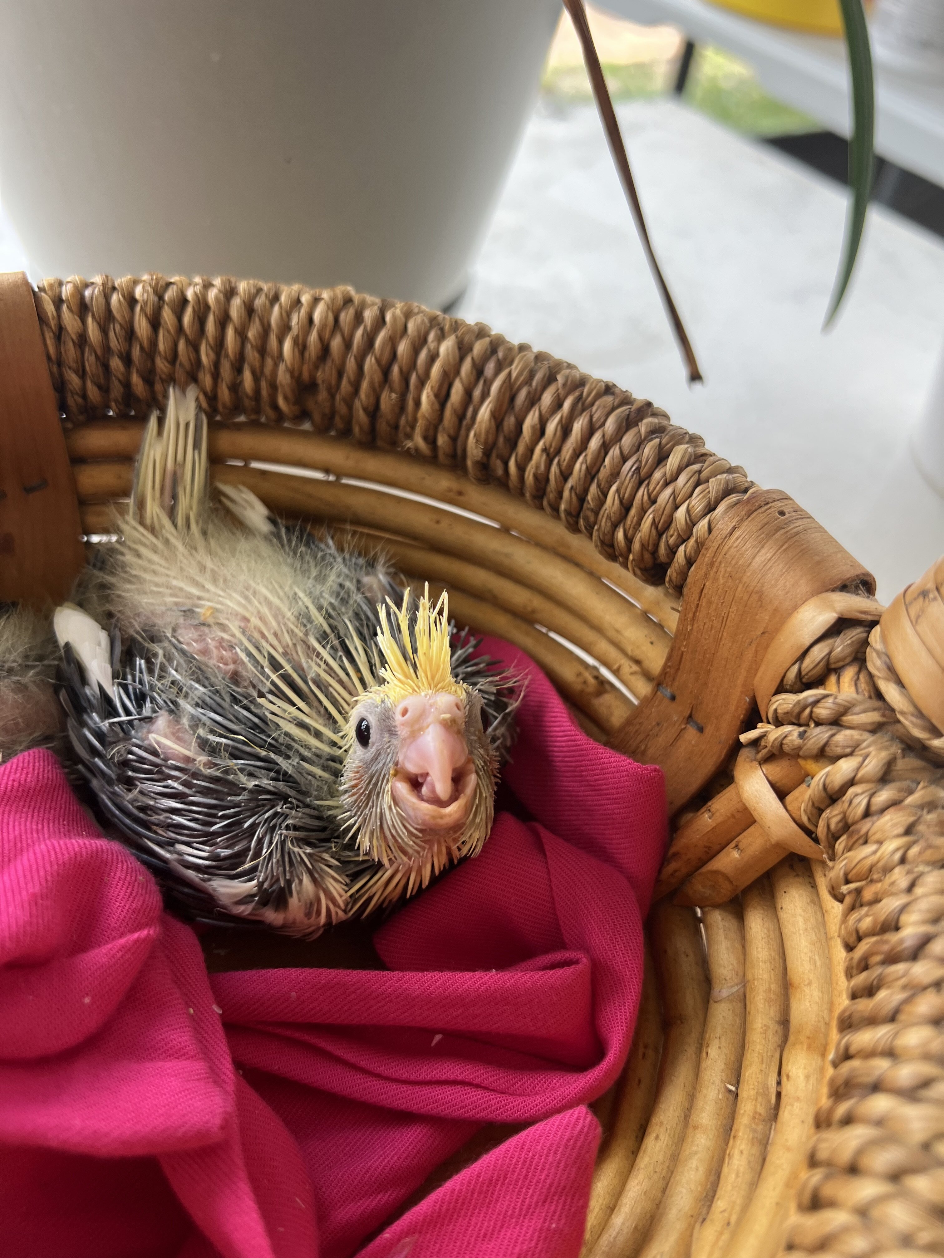 Baby cockatiels image 2