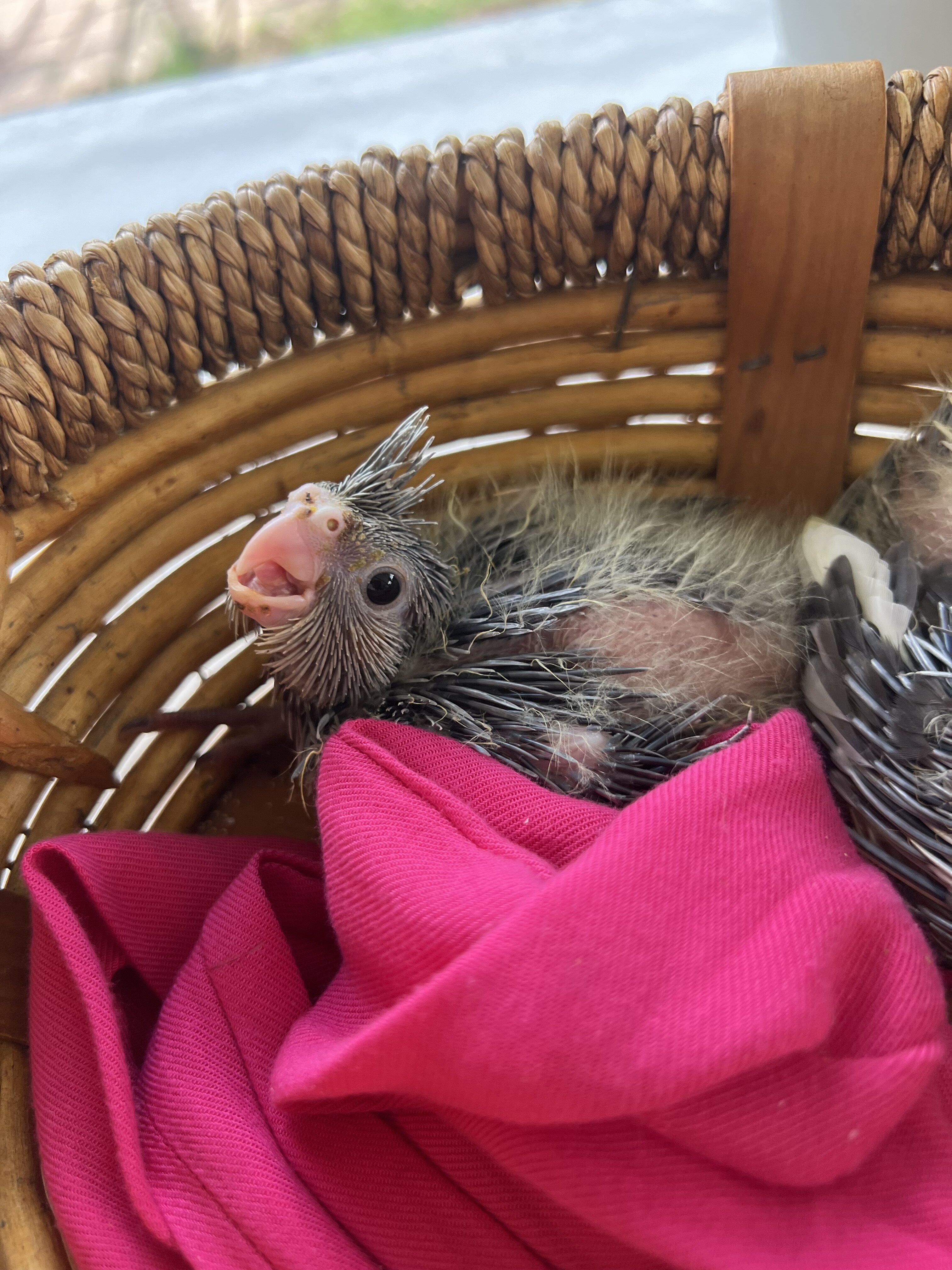 Baby cockatiels image 3