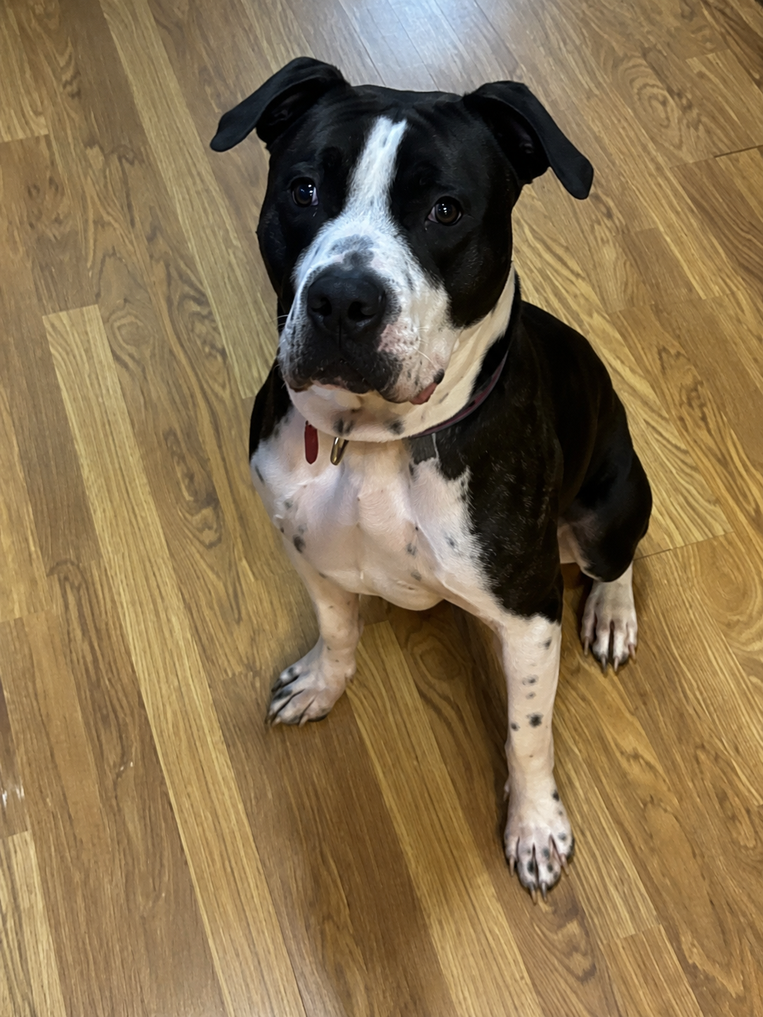 Boxer Pitbull Mix image 1