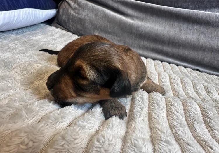 KC REG READY NOW! long haired miniature dachshund image 2